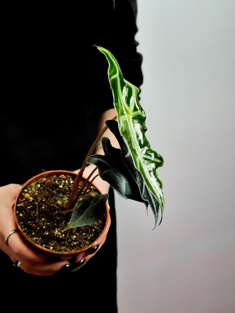 Алоказия Нобилис (Alocasia Sanderiana Nobilis) D10см