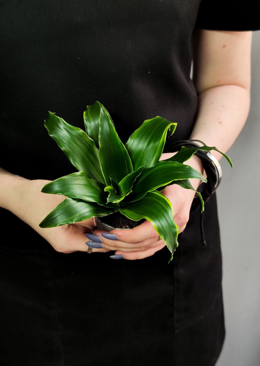 Драцена Фрагранс Дорадо (Dracaena Fragrans Dorado) D6см