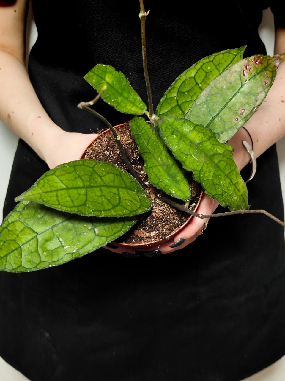 Хойя Клемензиорум Дарк Лиф (Hoya Clemensiorum Dark Leaf) D10см