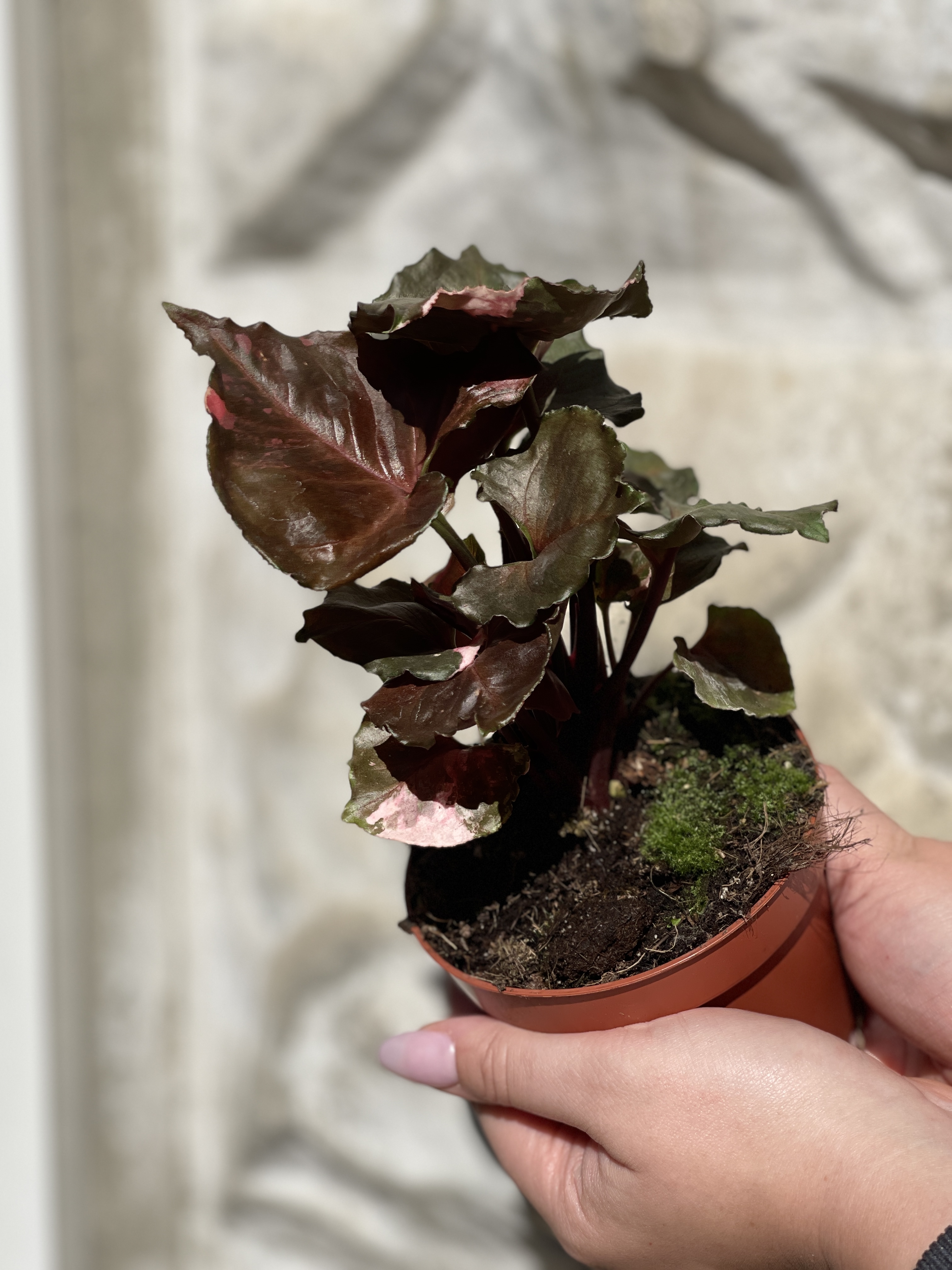 Сингониум Клубничный Лед (Syngonium Strawberry Ice) D12см