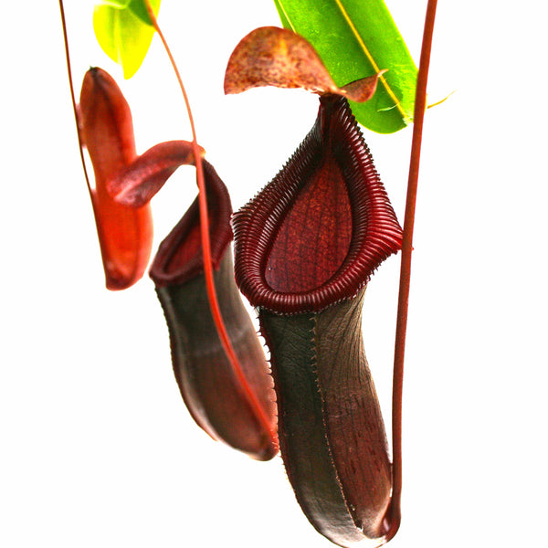 Непентес Вентрикоза (Nepenthes Ventricosa) пересаженный D17см