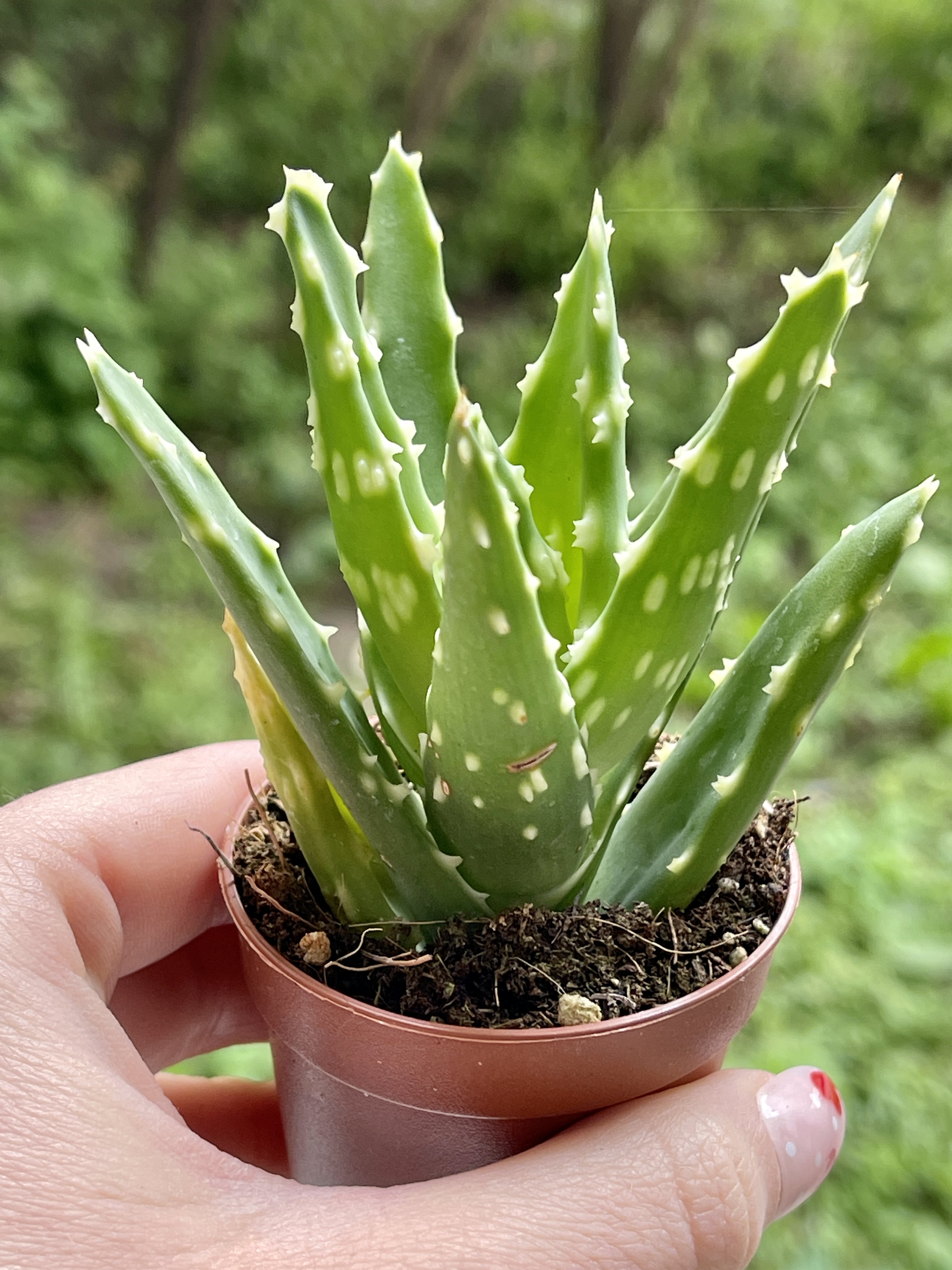Алоэ Жако (Aloe Jaco) D5см
