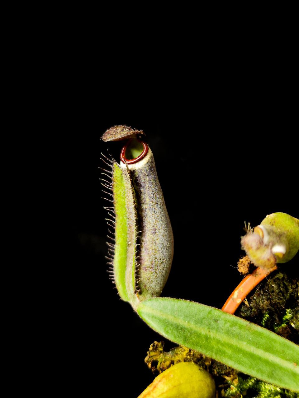 Непентес Альбомаргината (Nepentes Albomarginata) D9см