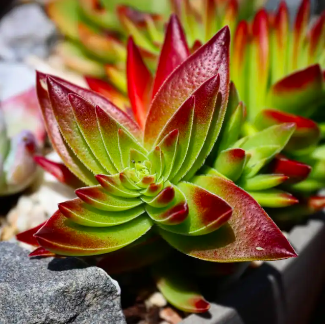 Крассула Капителла Красная (Crassula Capitella Red) D5см