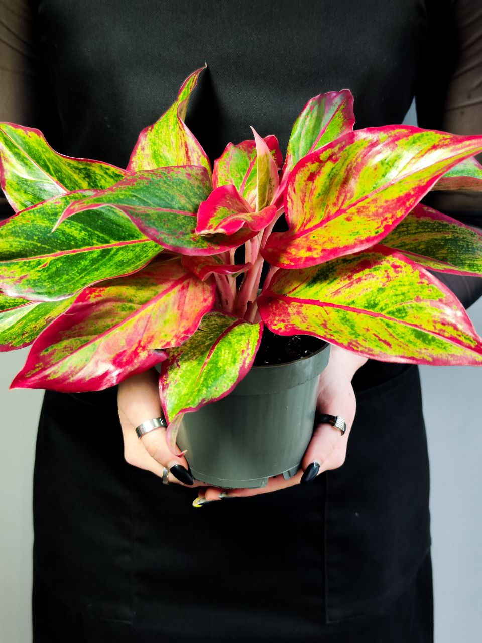 Аглаонема Крит Флейм (Aglaonema Crete Flame) D12см