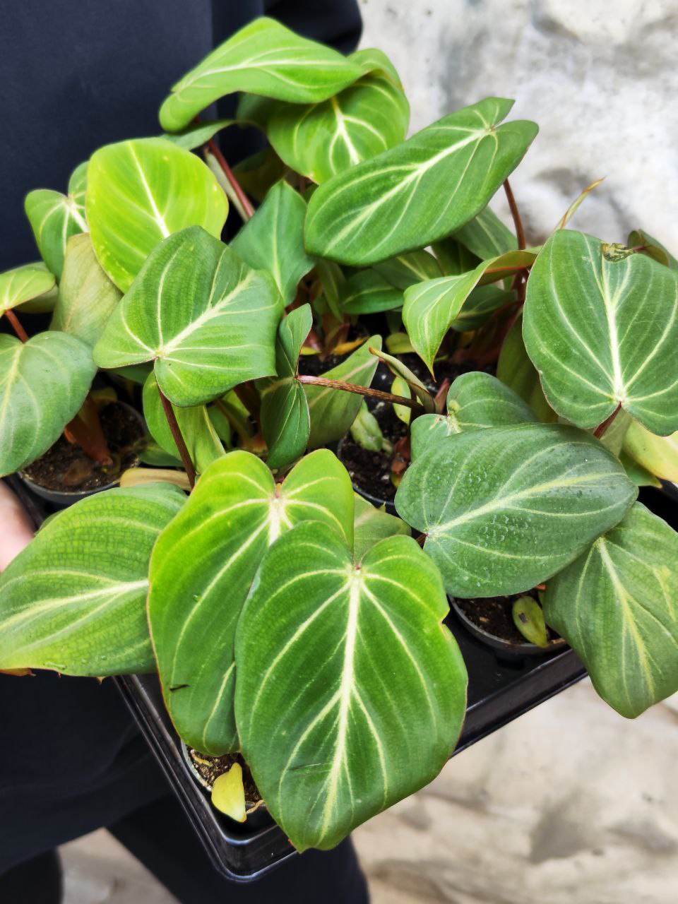Филодендрон Глориозум (Philodendron Gloriosum) D6см