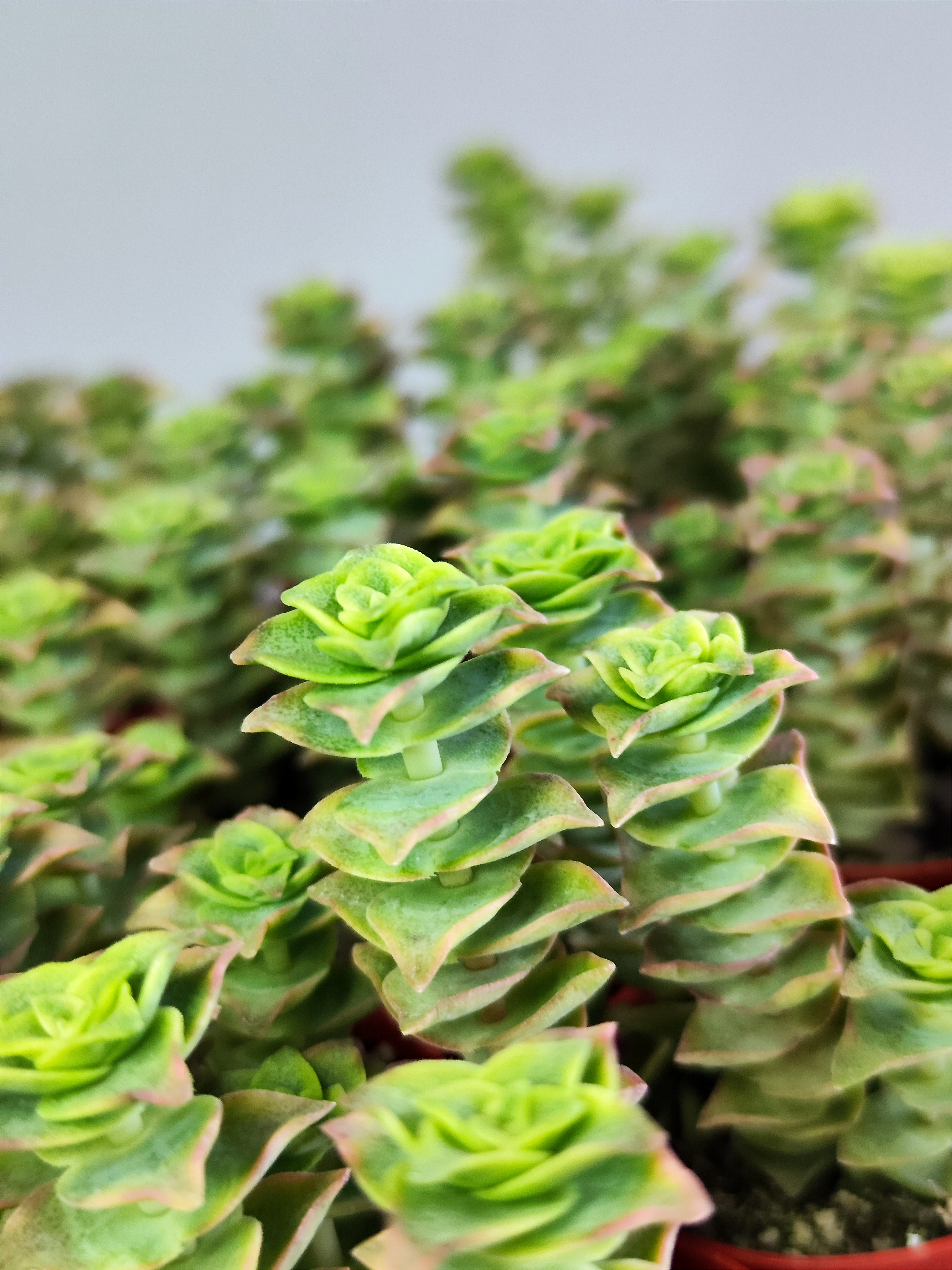 Крассула Перфората Недовариегата (Сrassula Perforata Variegata) D5см
