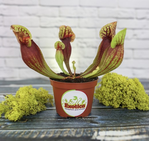 Саррацения Дракула (Sarracenia Dracula) D9см