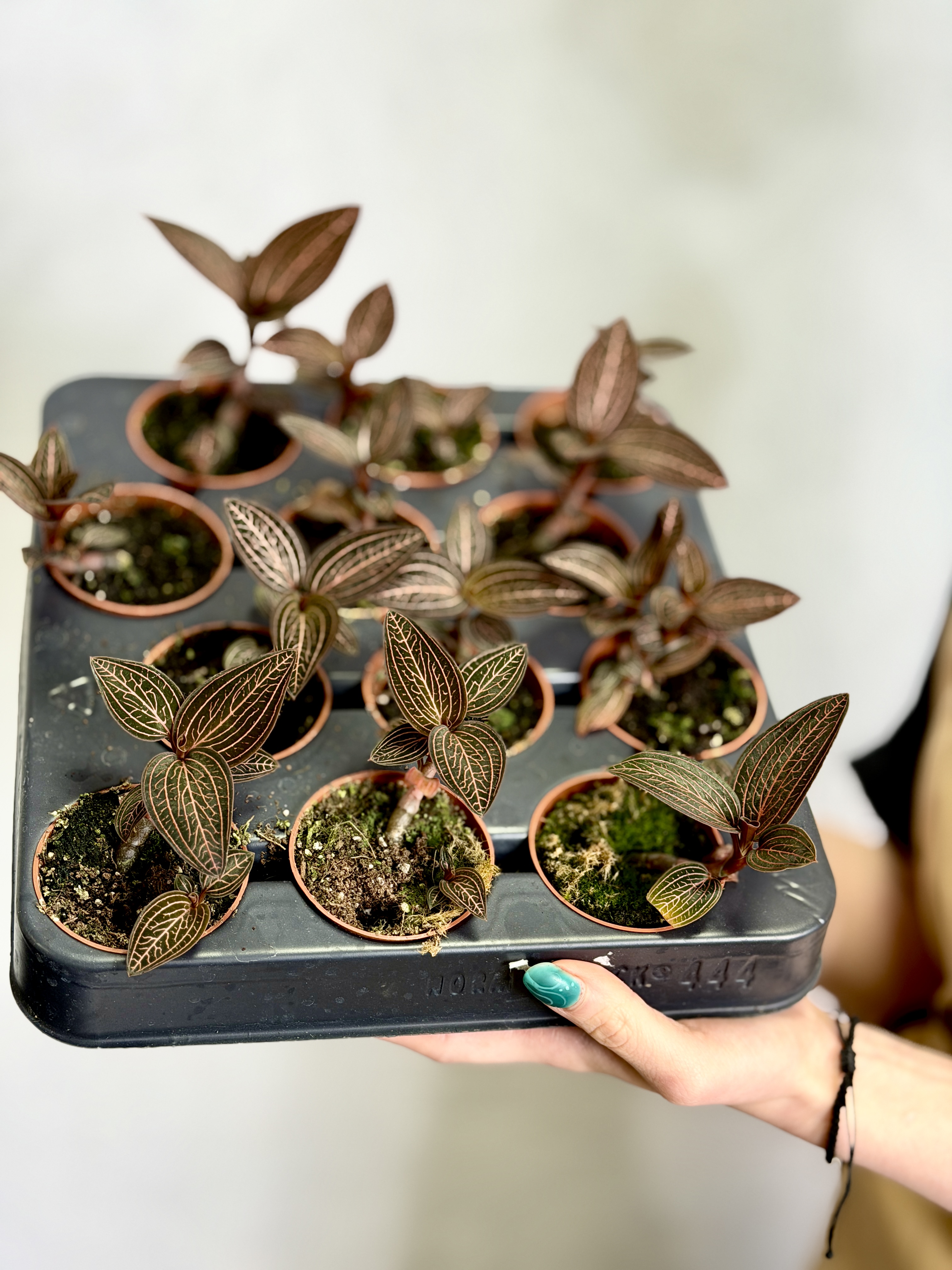 Драгоценная Орхидея Анектохилус Чапаэнсис (Jewel Orchid Anoectochilus Chapaensis) D6см