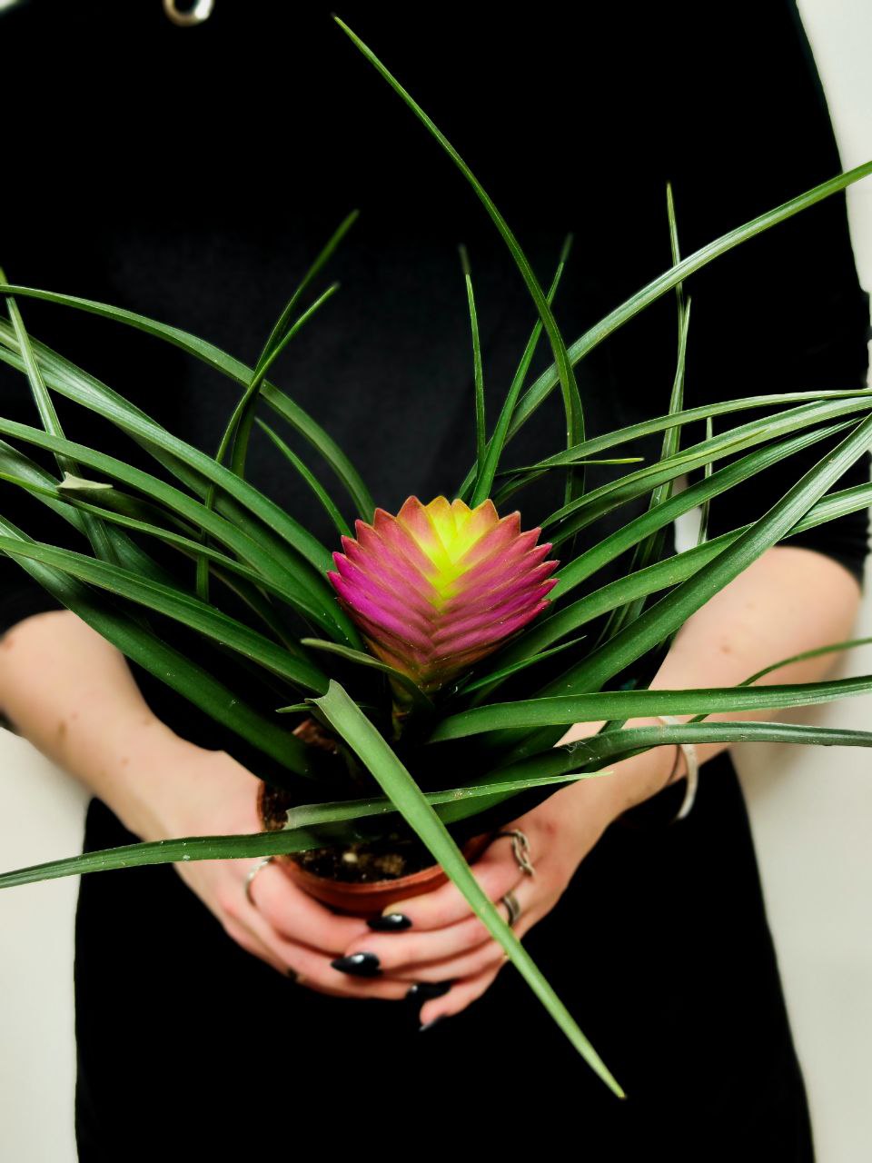 Тилландсия Цианея Анита (Tillandsia Cyanea Anita) D9см