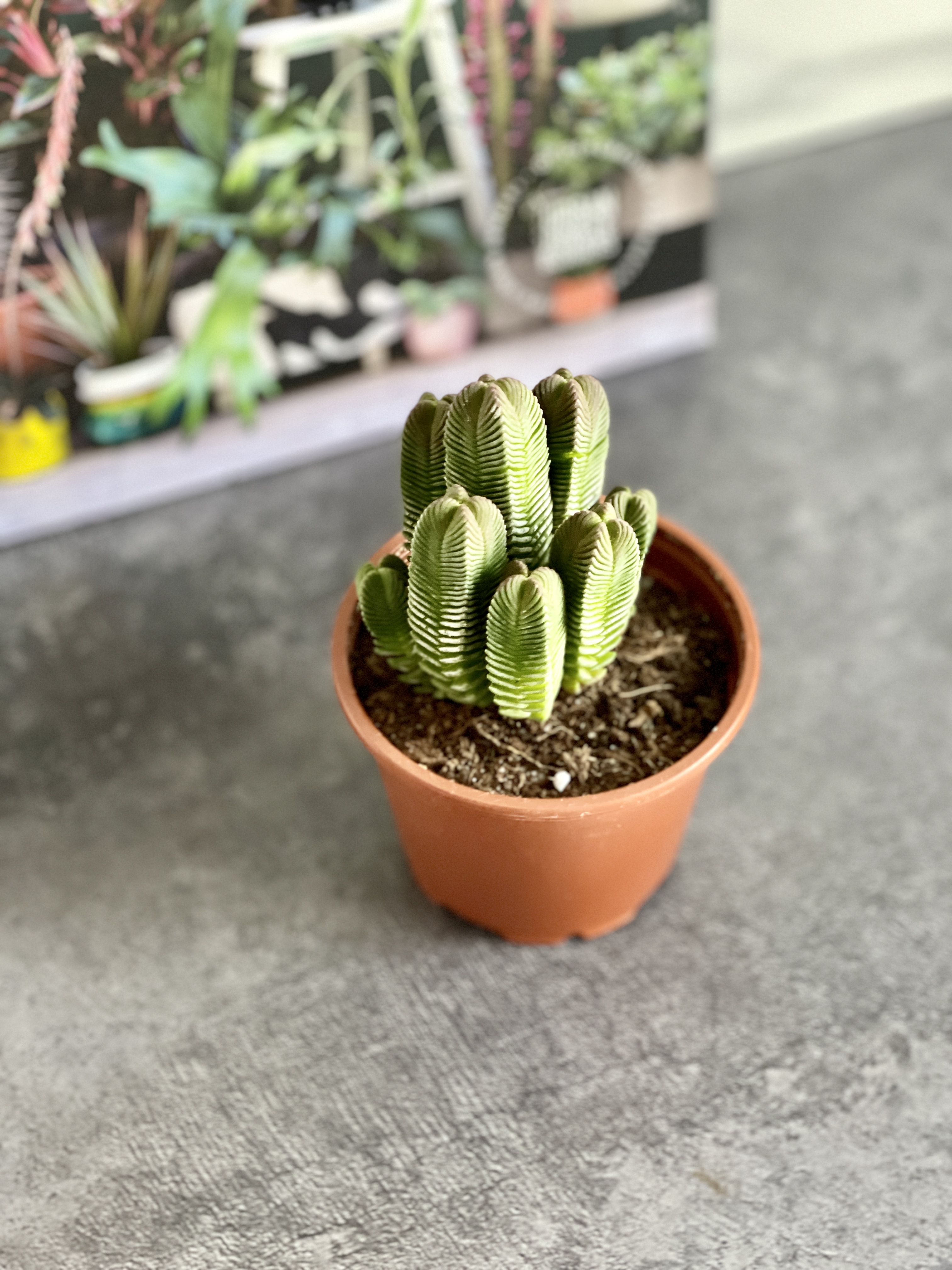 Крассула Пирамидалис (Crassula Pyramidalis) D8см