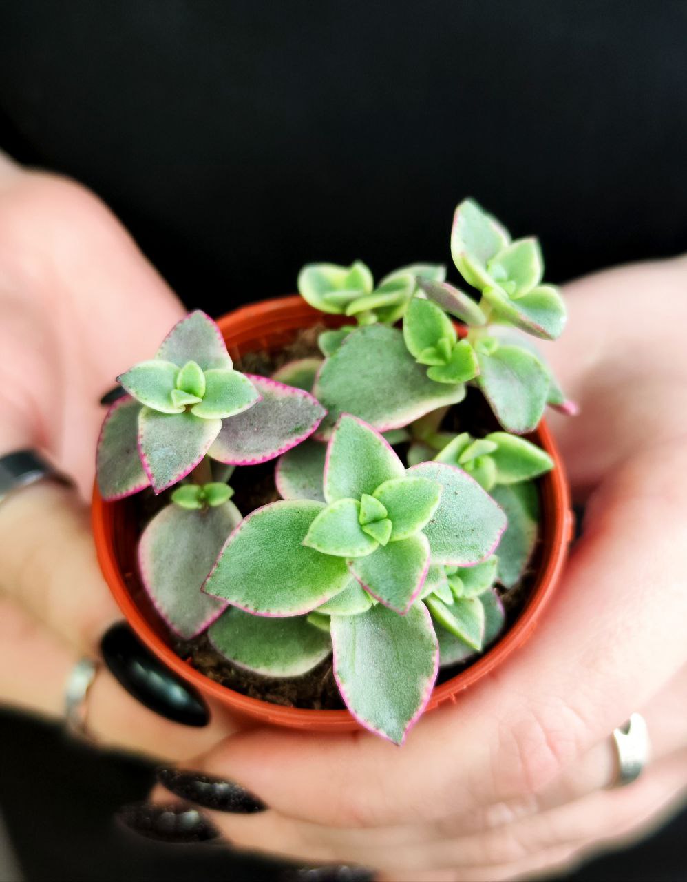 Крассула Маргиналис (Crassula Marginalis) D5см