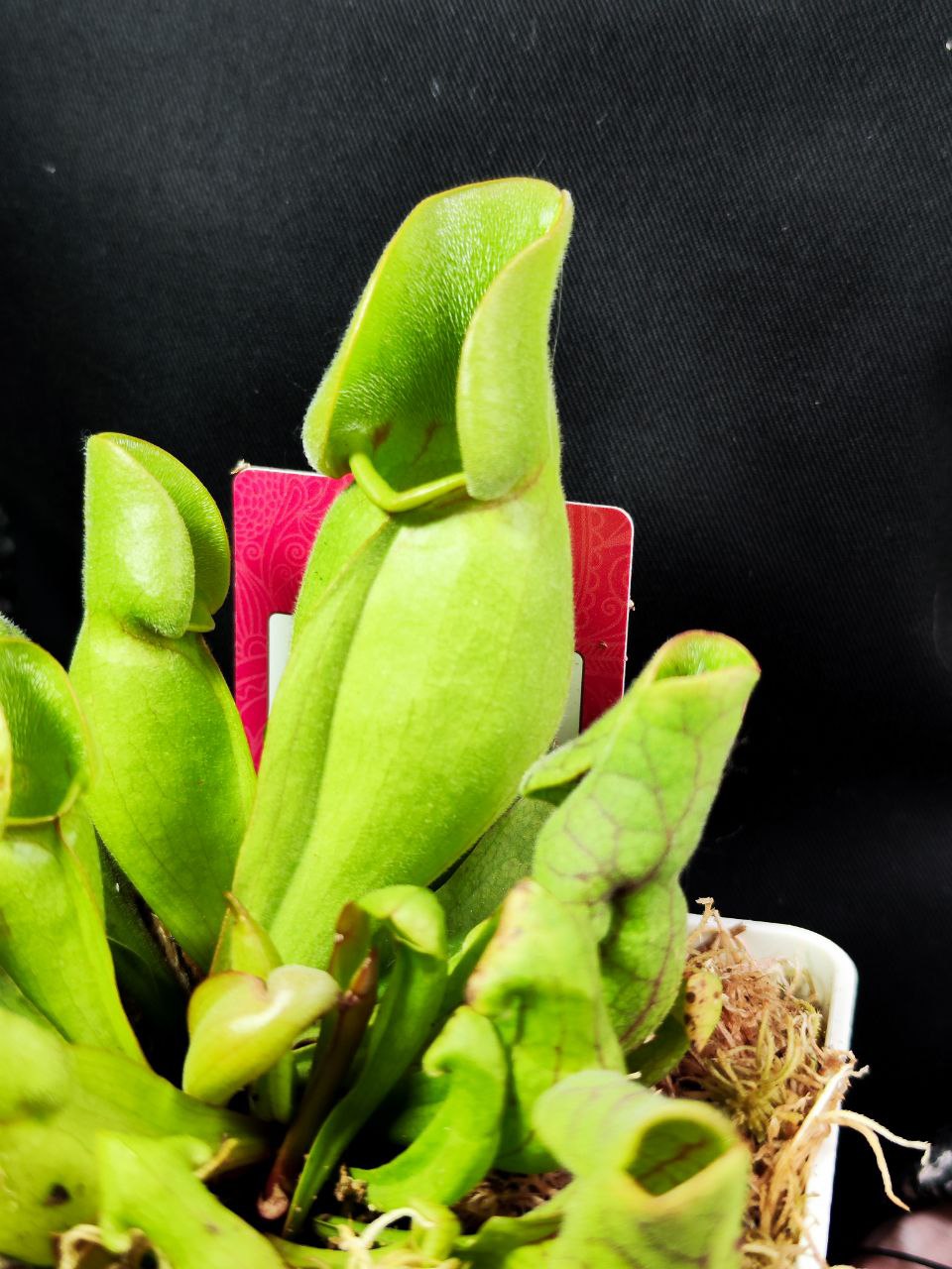 Саррацения Веноза Зеленая (Sarracenia Venosa Green) пересаженная D12см