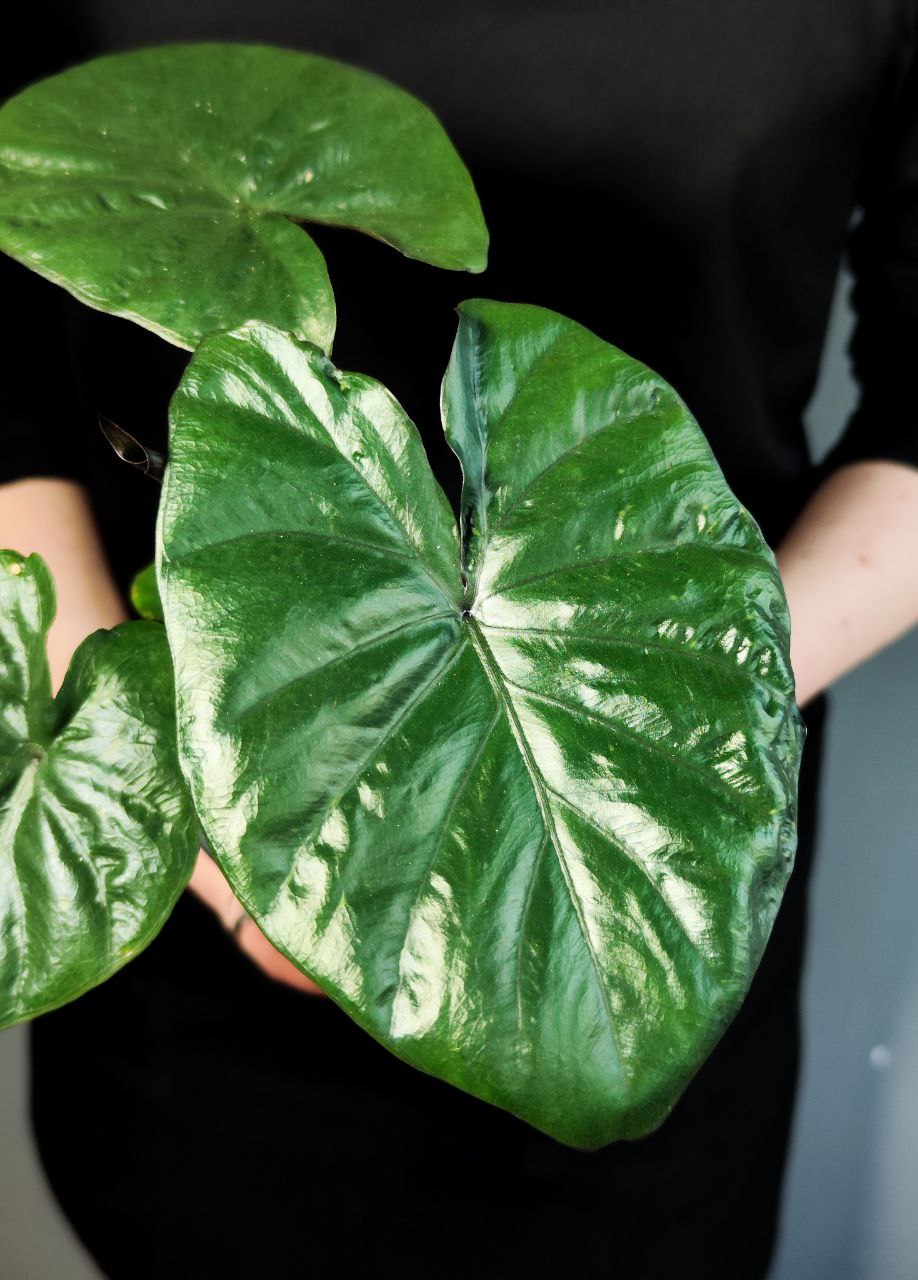 Алоказия Чоколат Грин (Alocasia Chocolate Green) D12см