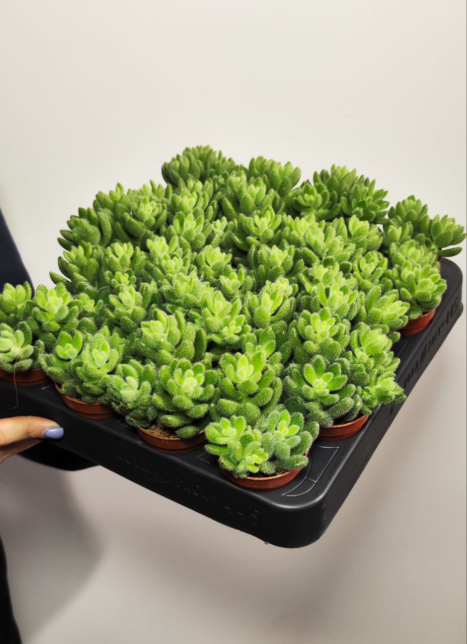 Седум Хинтони (Sedum Hintonii) D5см