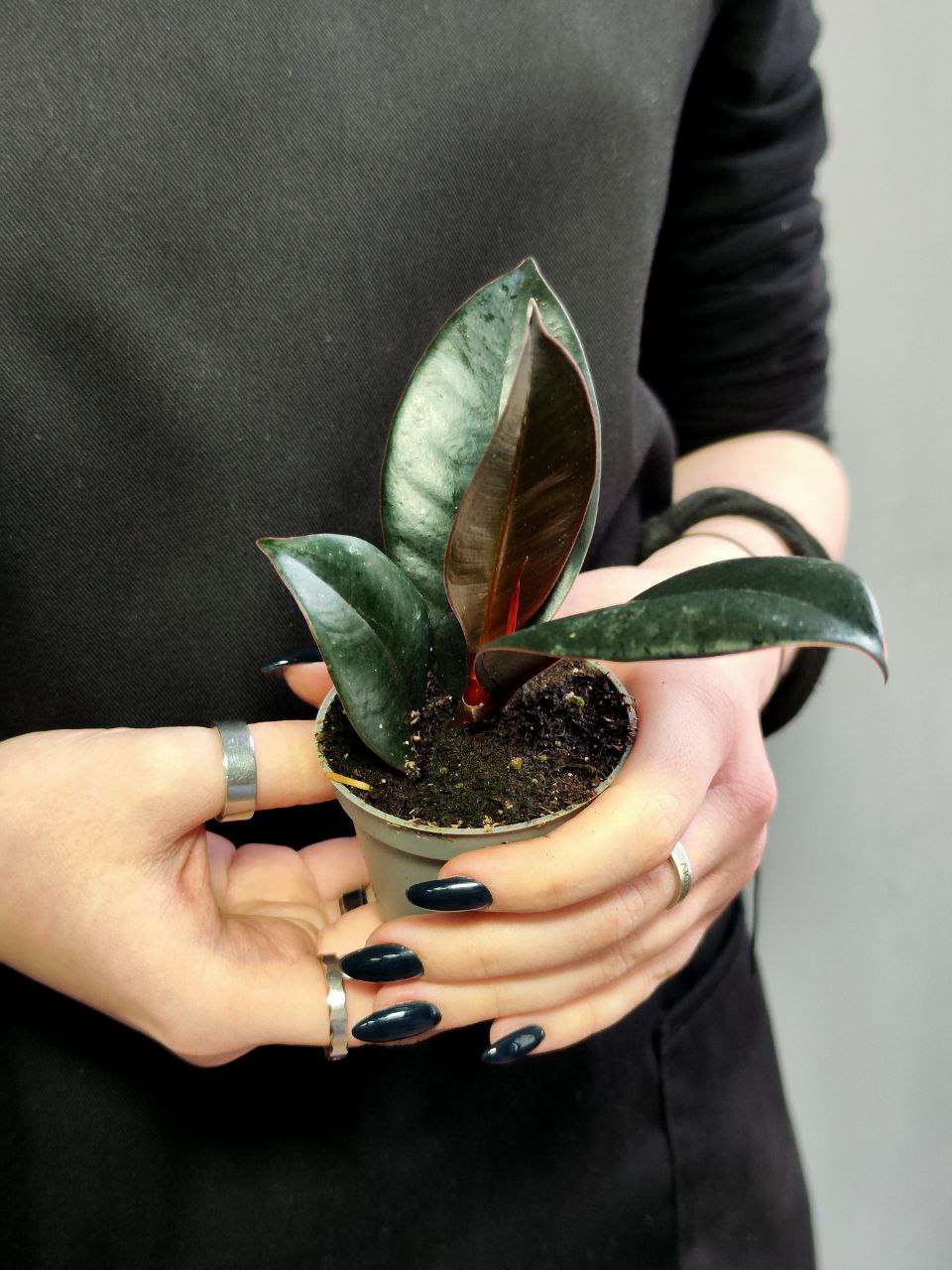 Фикус Эластика Абиджан (Ficus Elastica Abidjan) D6см