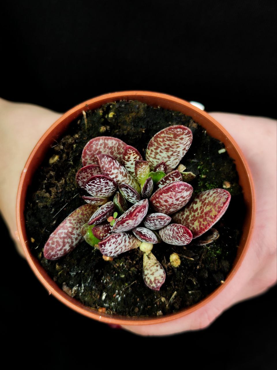 Адромискус Салико Хеартс (Adromischus Calico Hearts) D8,5см