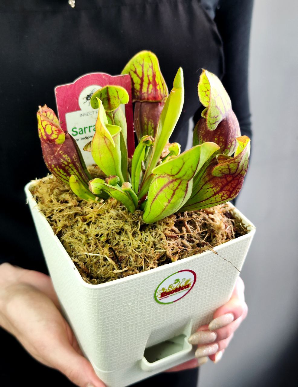 Саррацения Дракула (Sarracenia Dracula) пересаженная D12см