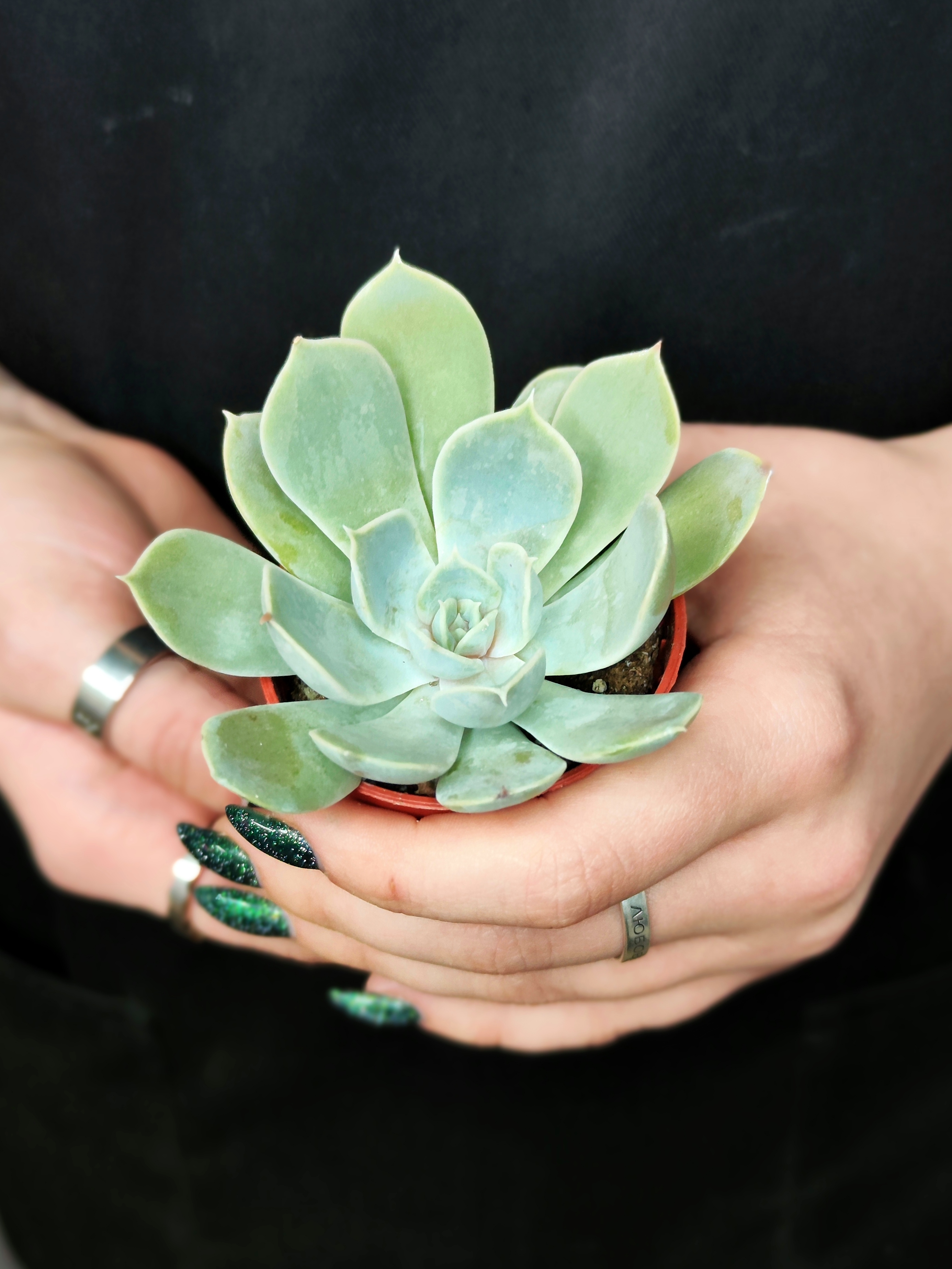 Эхеверия Электра (Echeveria Electra) D5см