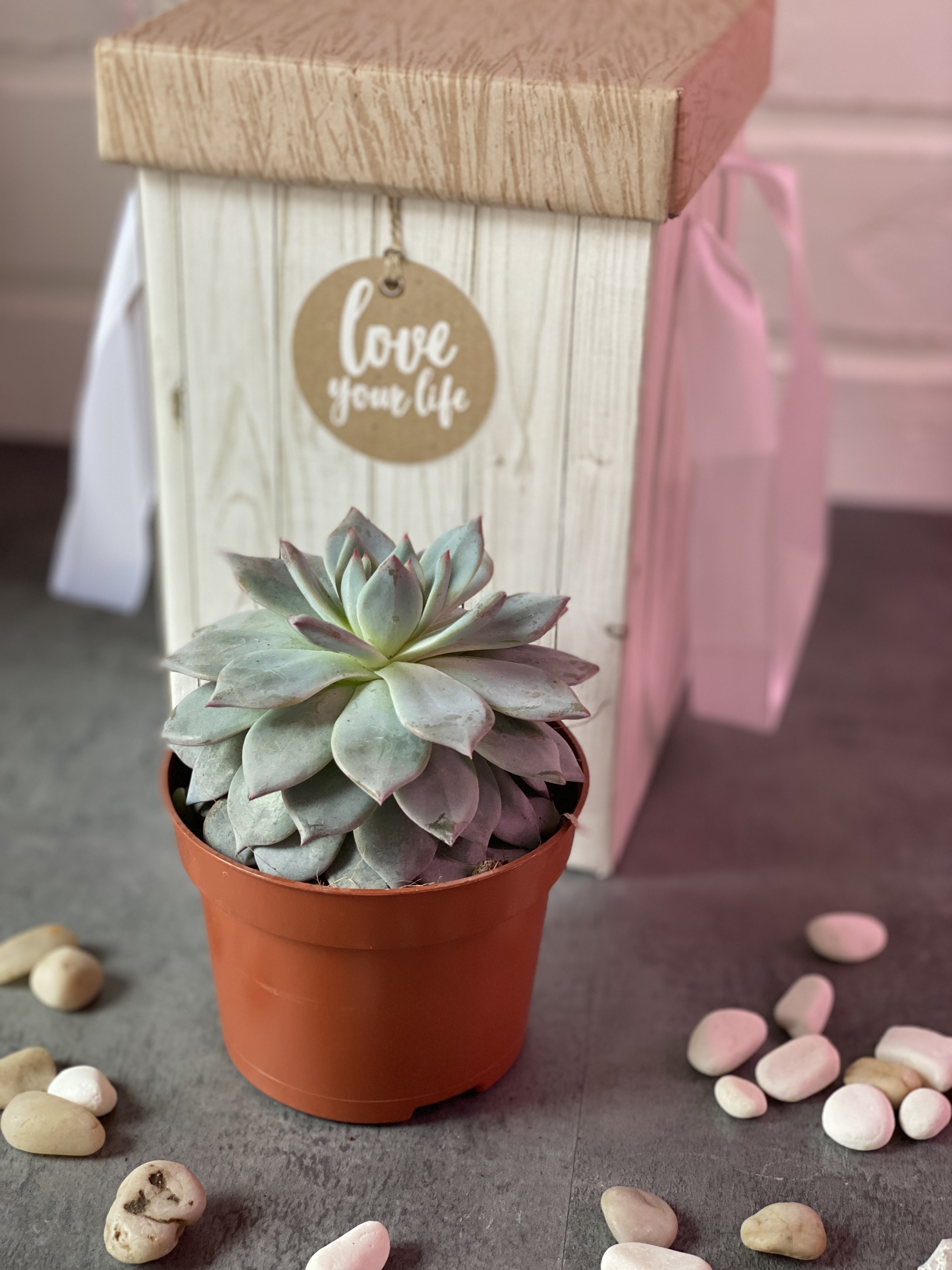Эхеверия Синяя Птица (Echeveria Bluebird) D8см