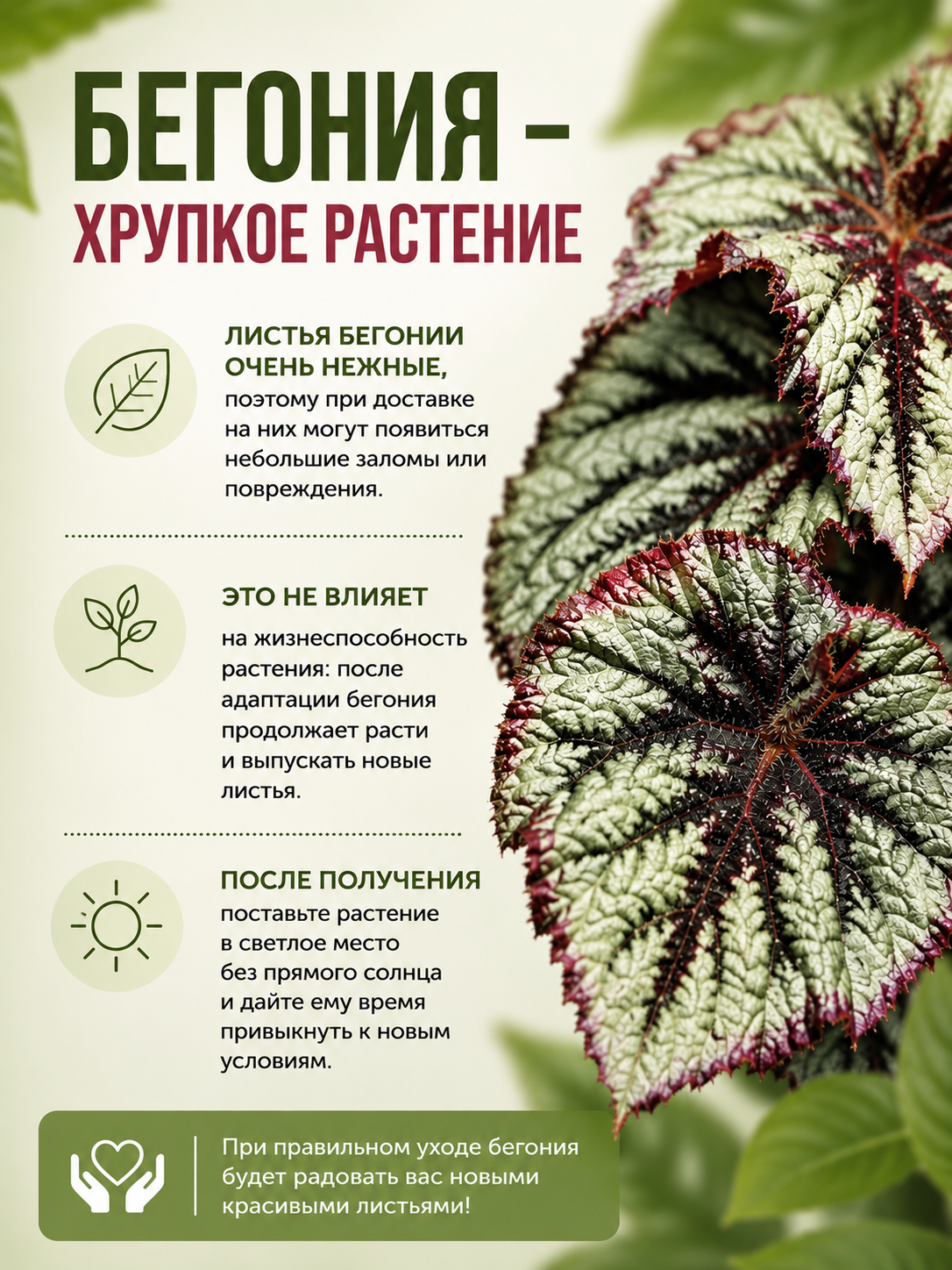 Бегония Соли-Мутата (Begonia Soli-Mutata) D12см