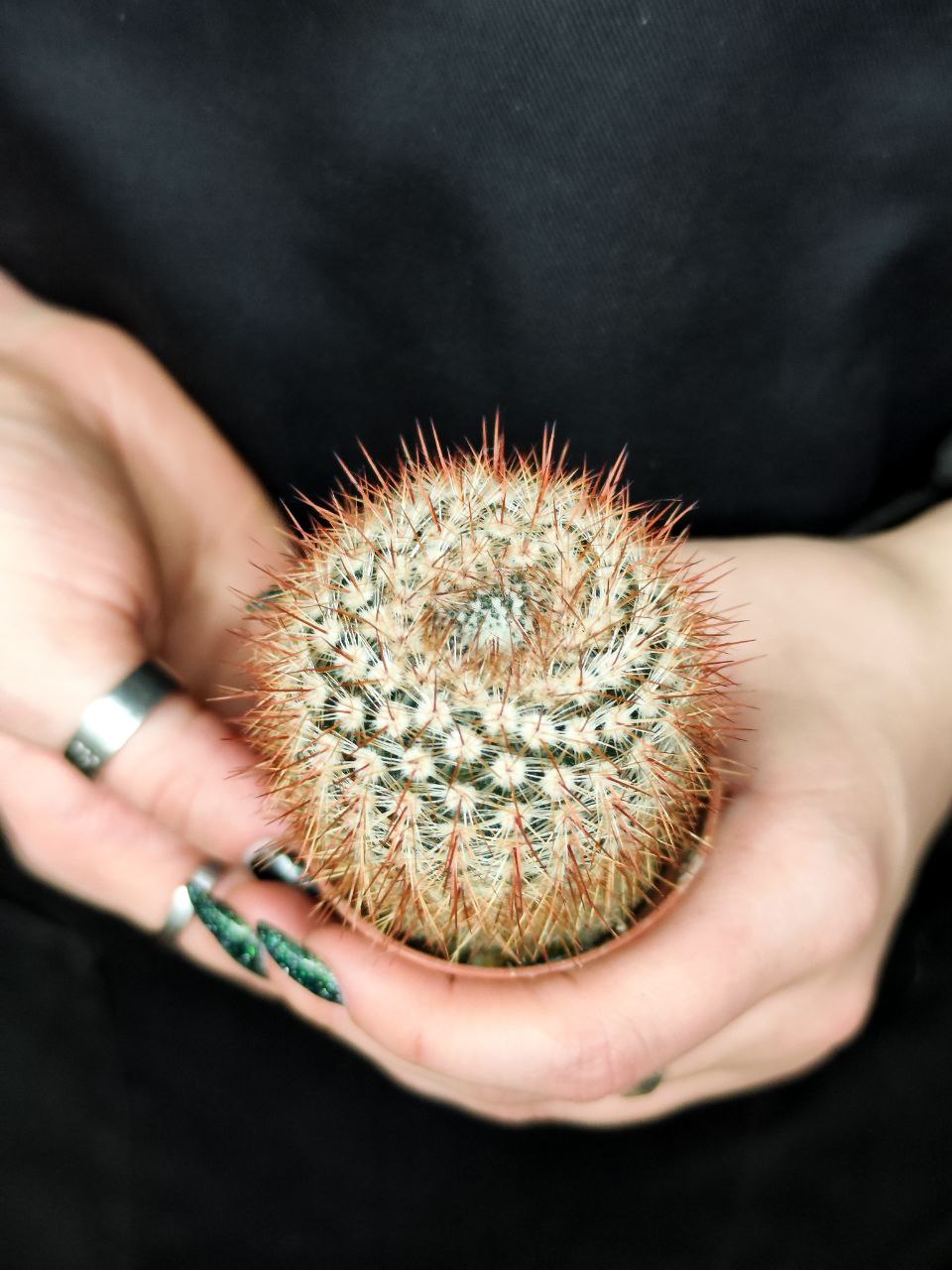 Нотокактус Шлоссера (Notocactus Schlosseri) D5см