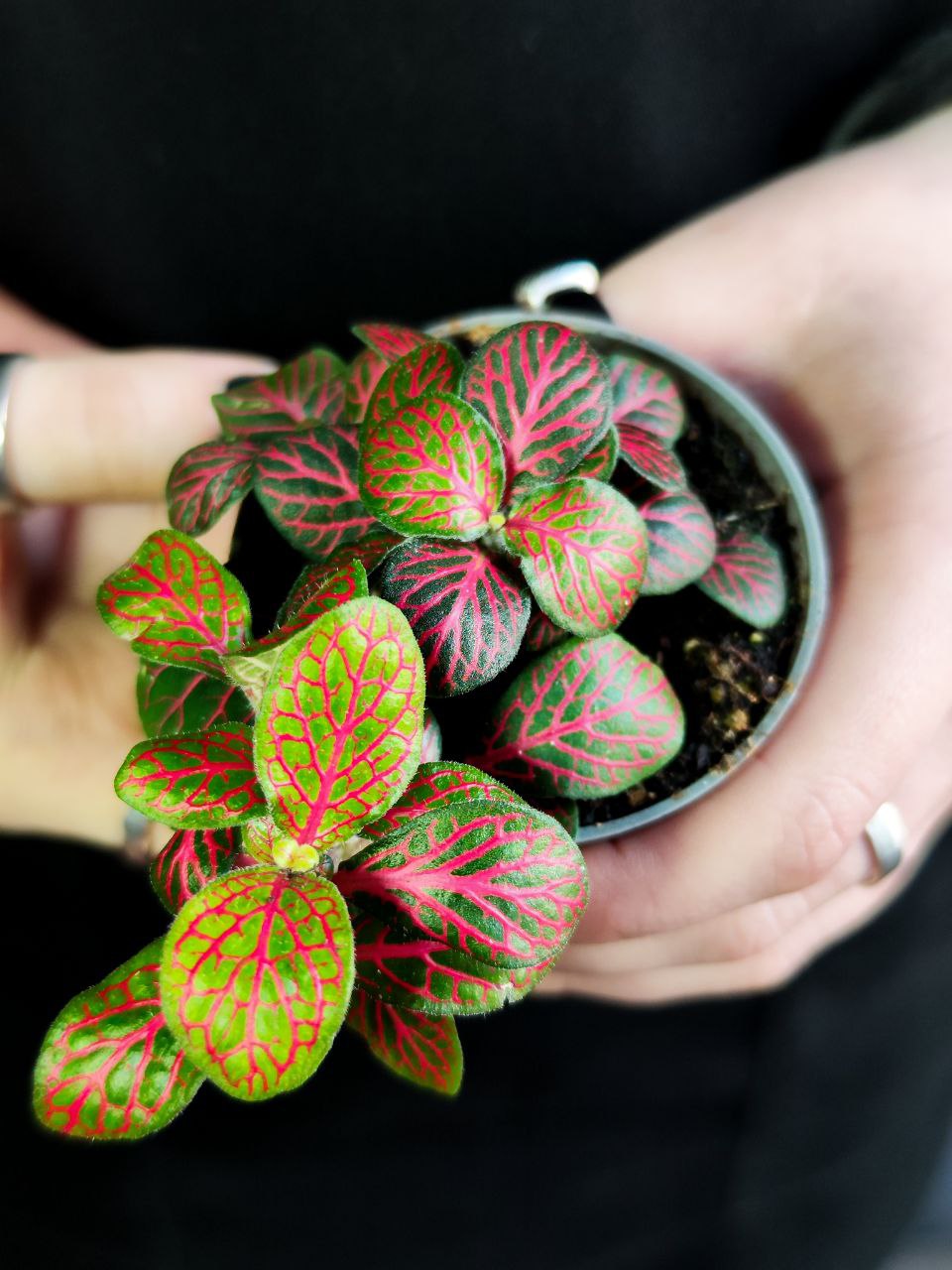 Фиттония Джоли Джосан Ред (Fittonia Joly Josan Red) D5см