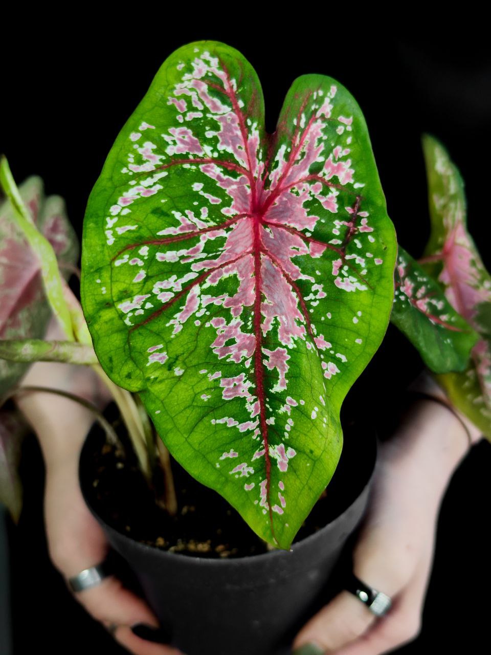 Каладиум Пинк Бьюти (Caladium Pink Beauty) D12см