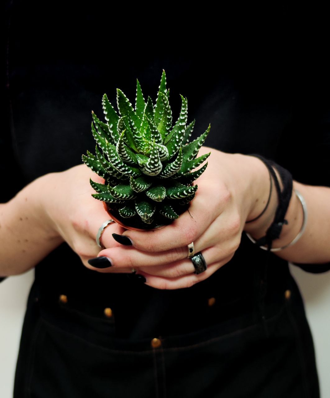 Хавортия Супер Фасциата (Haworthia Superfasciata) D5см