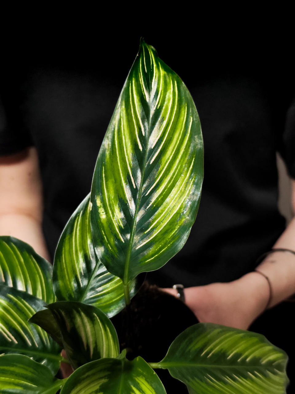 Калатея Бьюти Стар (Calathea Beauty Star) D11 см