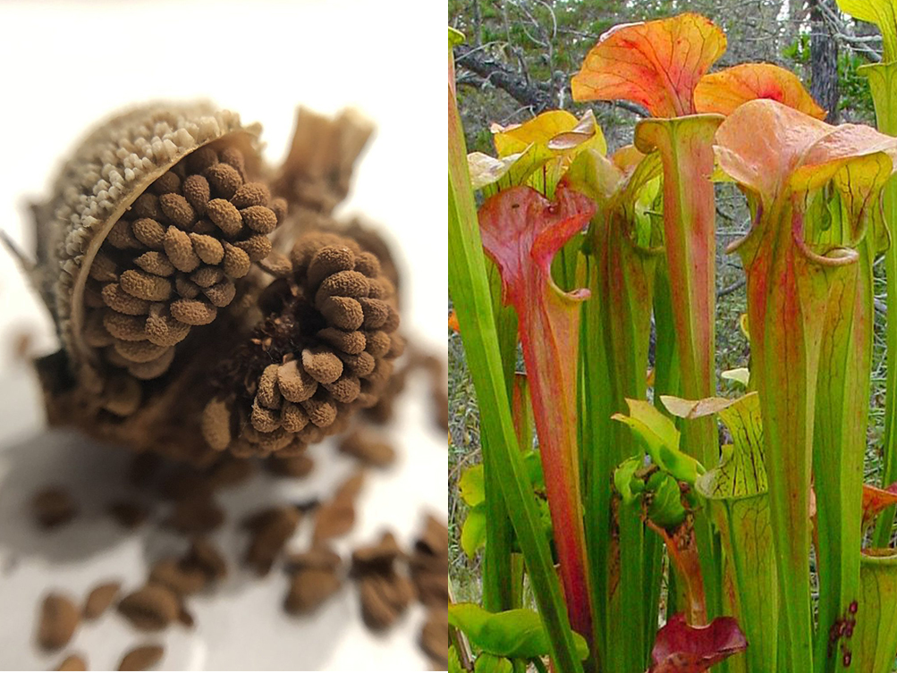 Семена Саррацении Горолюбивой (Sarracenia oreophila) 15 шт