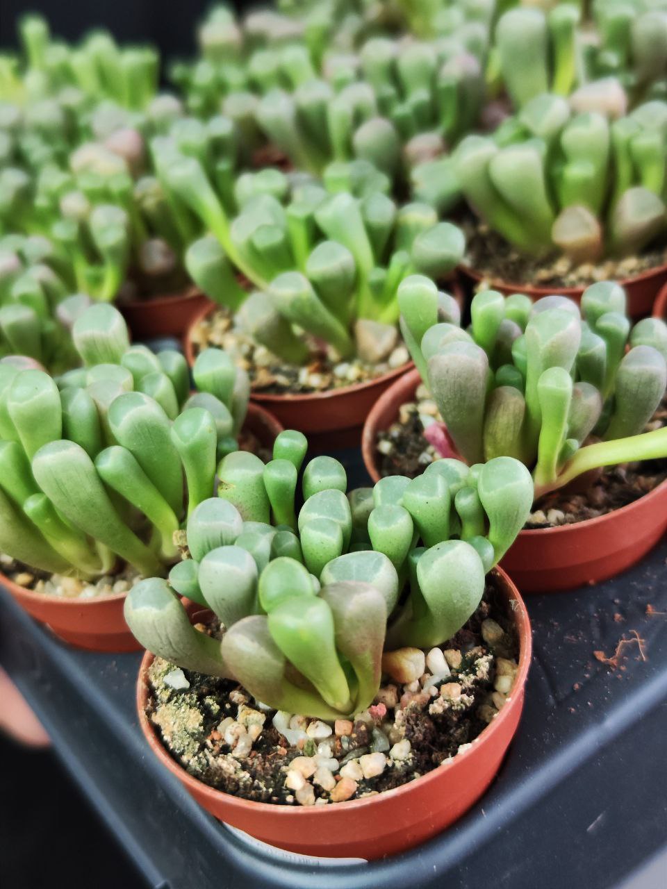 Фенестрария Булаволистная Ропалофилла (Fenestraria Rhopalophylla) D5см
