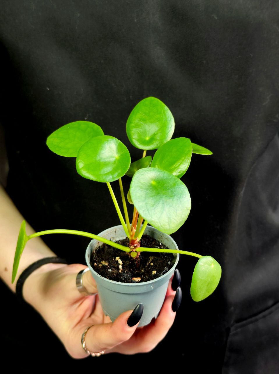 Пилея Пеперомиевидная (Pilea Peperomioides) D6см