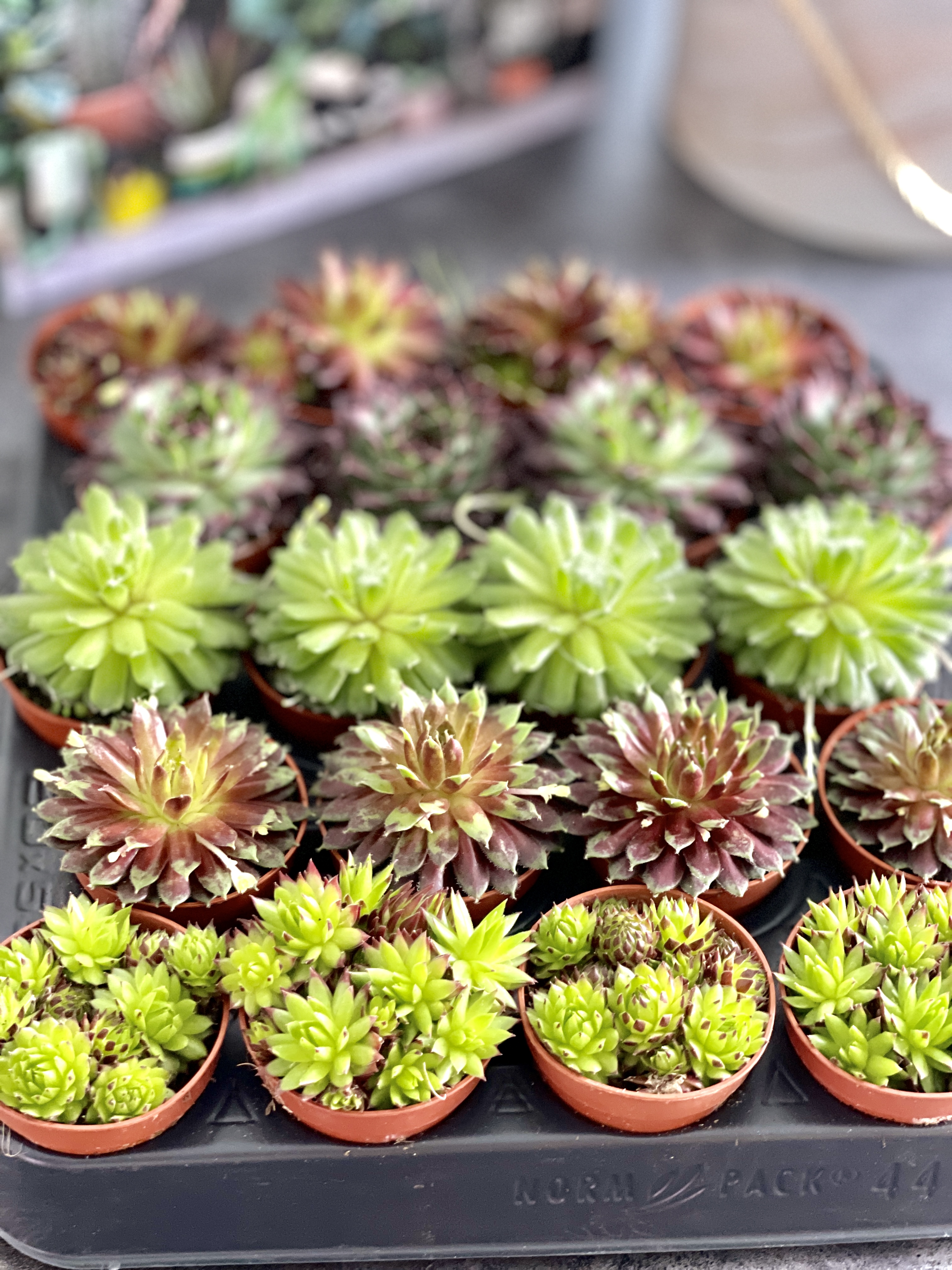 Молодило Кровельное (Sempervivum Tectorum) D5см