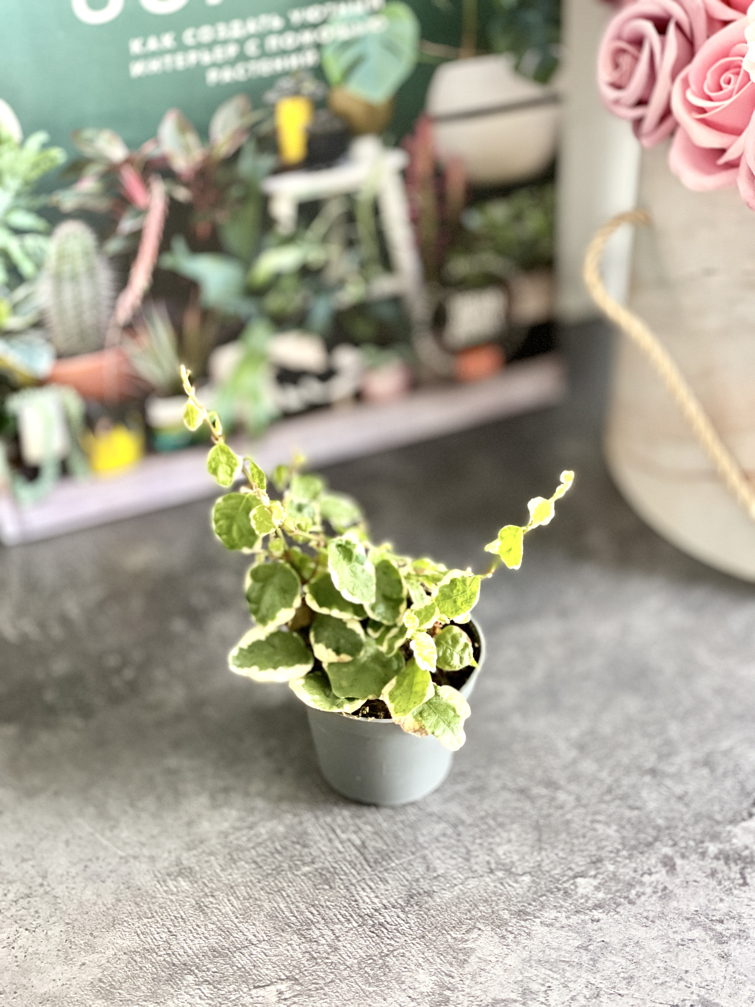 Фикус «Пумила Белла Санни» (Ficus Pumila Belle Sunny) D6см