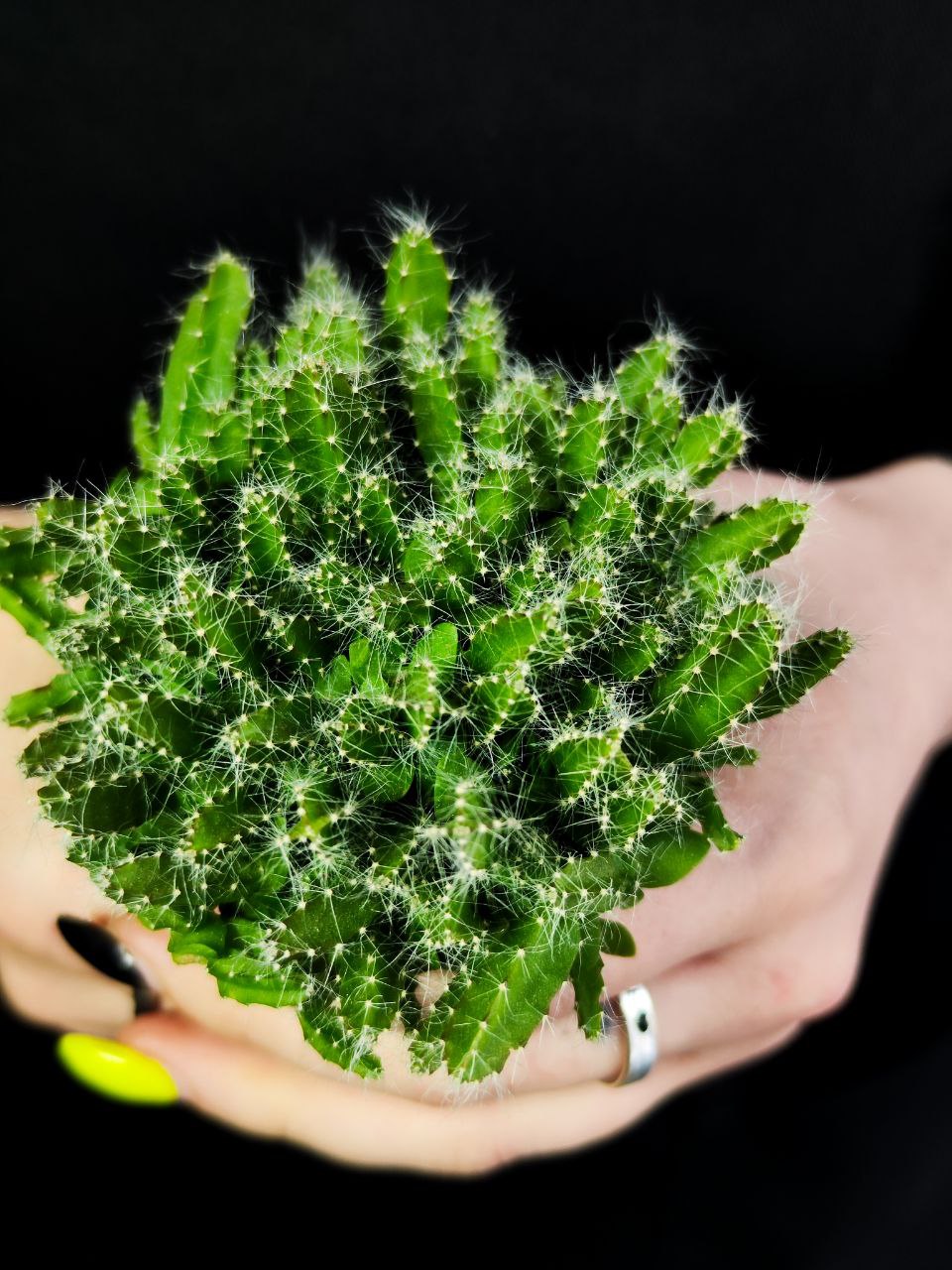 Кактус Гилоцереус или Хилоцереус Трехгранный (Питайя) (Hylocereus Undatus) D5см