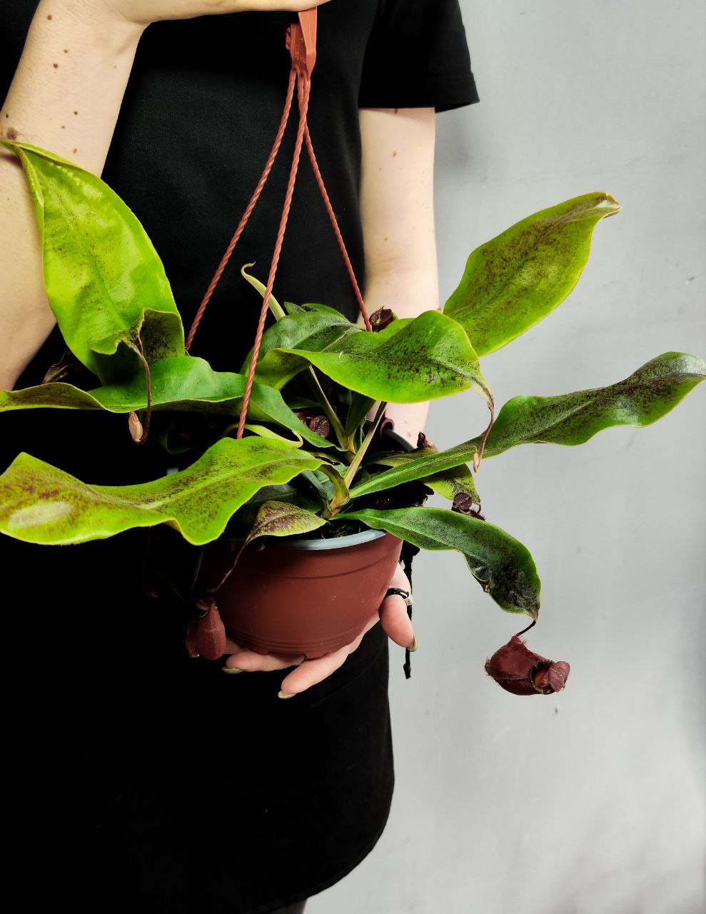 Непентес Ампулярия Красная (Nepenthes Ampullaria Red) D14см
