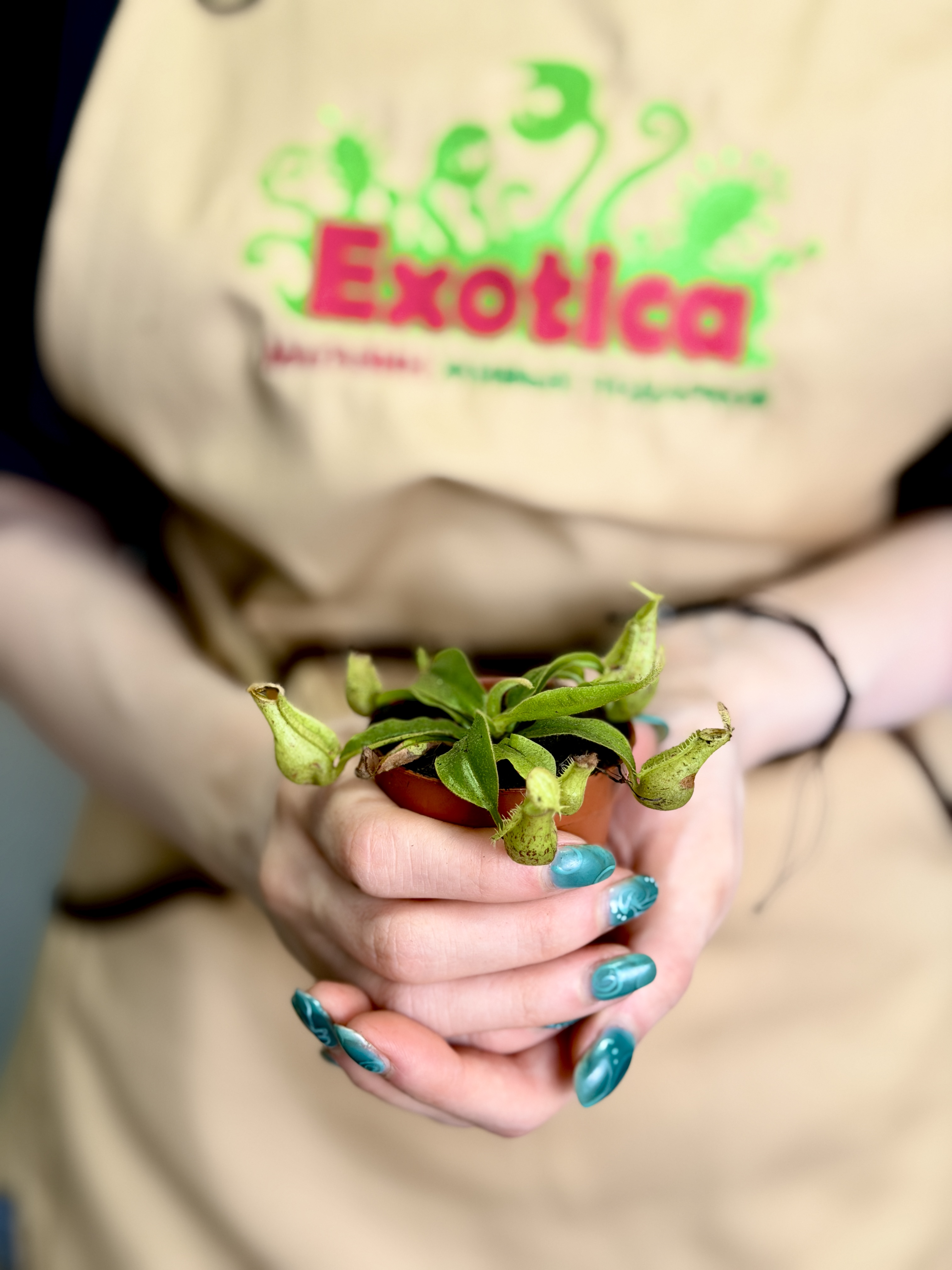 Непентес Хукериана Мини (Nepenthes Hookeriana Mini) D5см