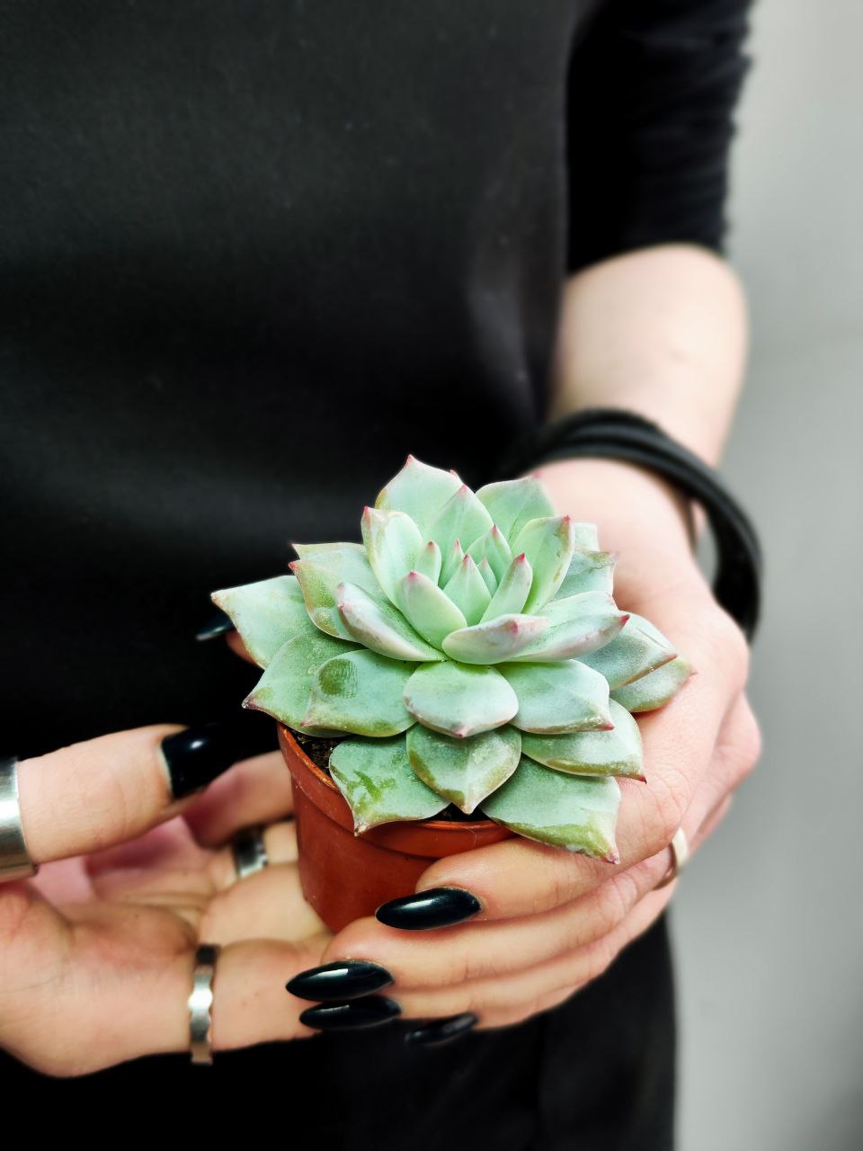 Эхеверия БлюБёрд (Echeveria Bluebird) D5см