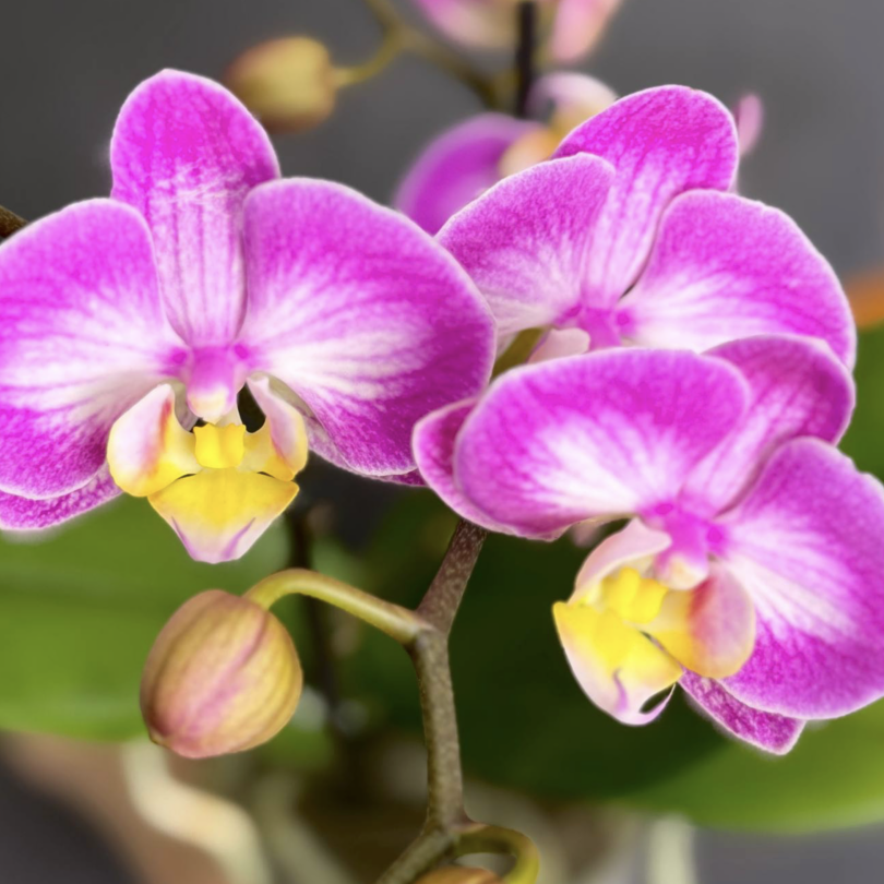 Орхидея Фаленопсис Розовый Кварц, или Сплит (Phalaenopsis Split) D9см