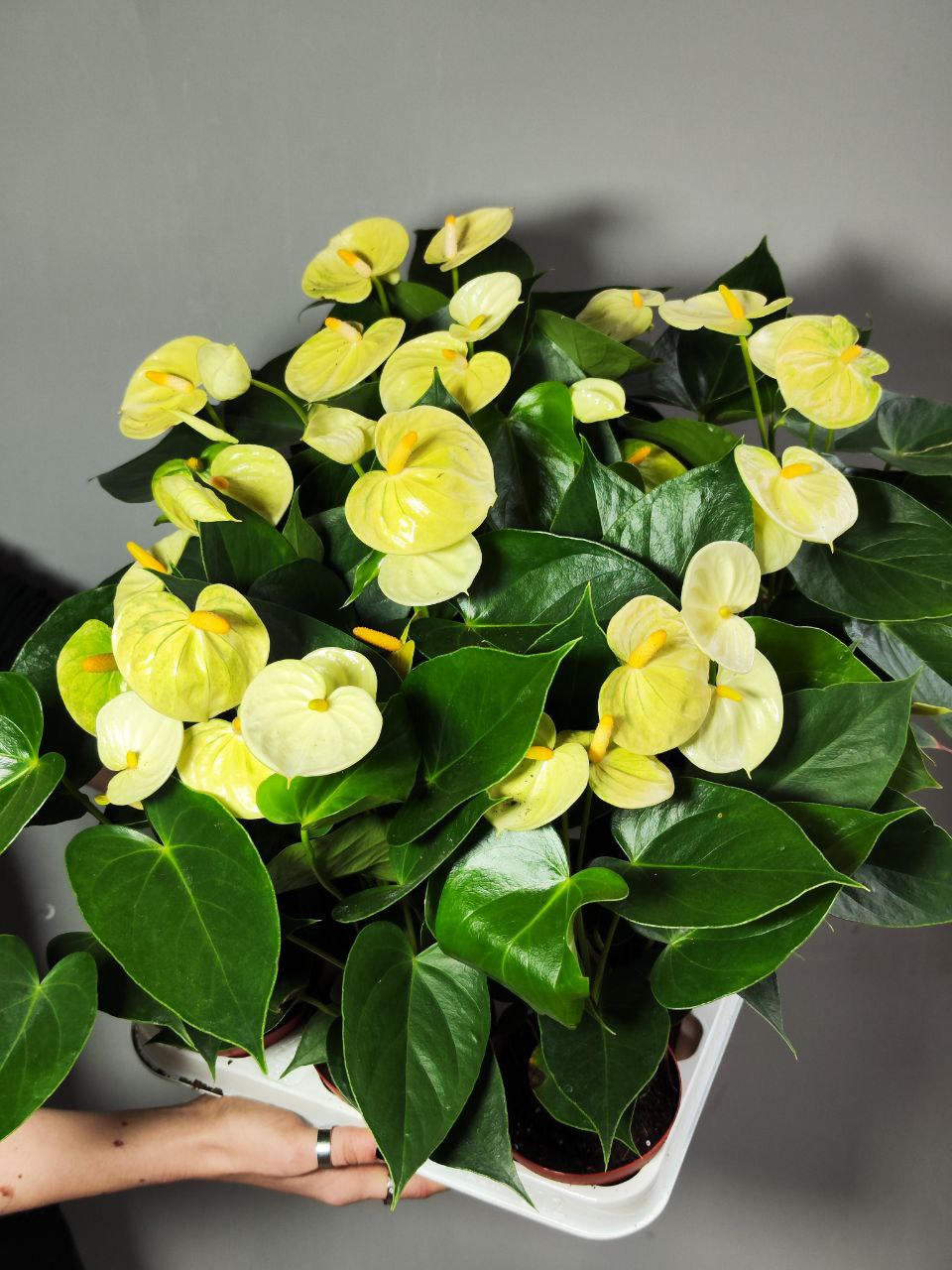Антуриум Андре Ванилла (Anthurium Аndraeanum Vanilla) D9см