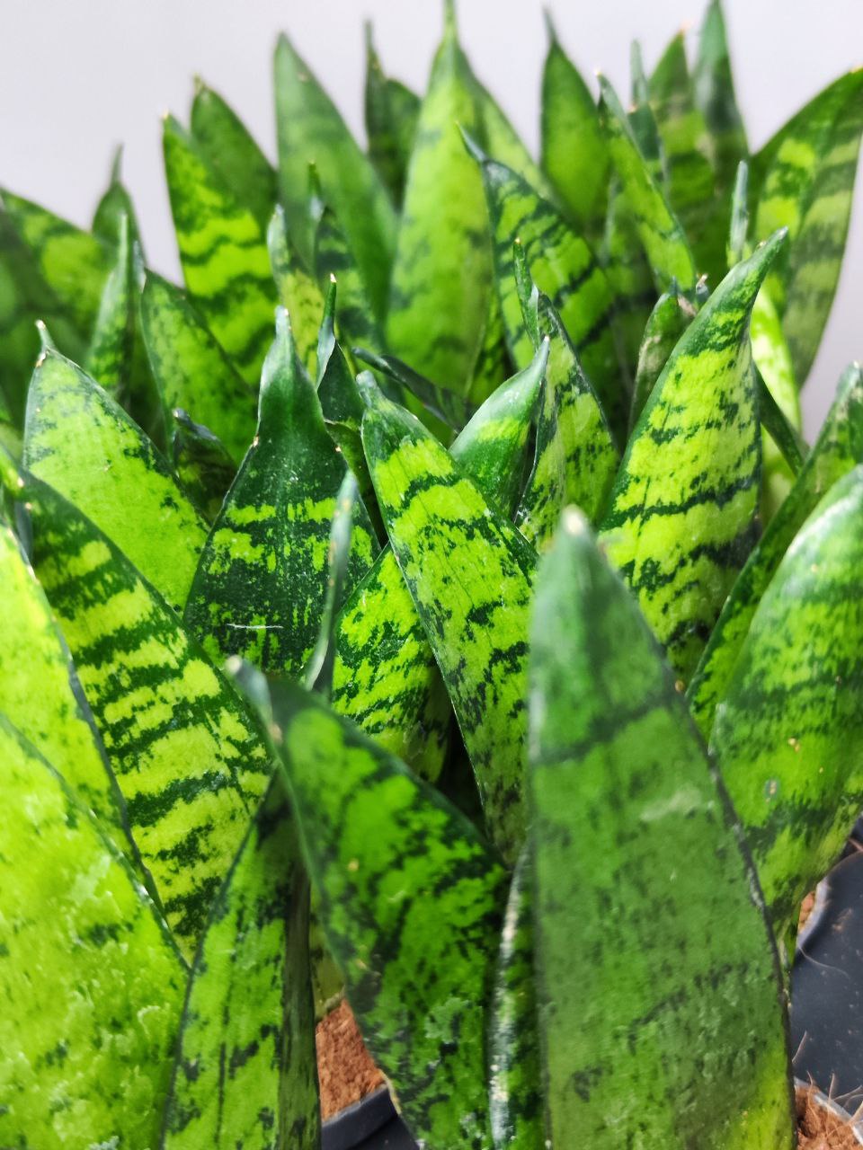 Сансевиерия Зейланика Фан (Sansevieria Zeylanica Fan) D6см