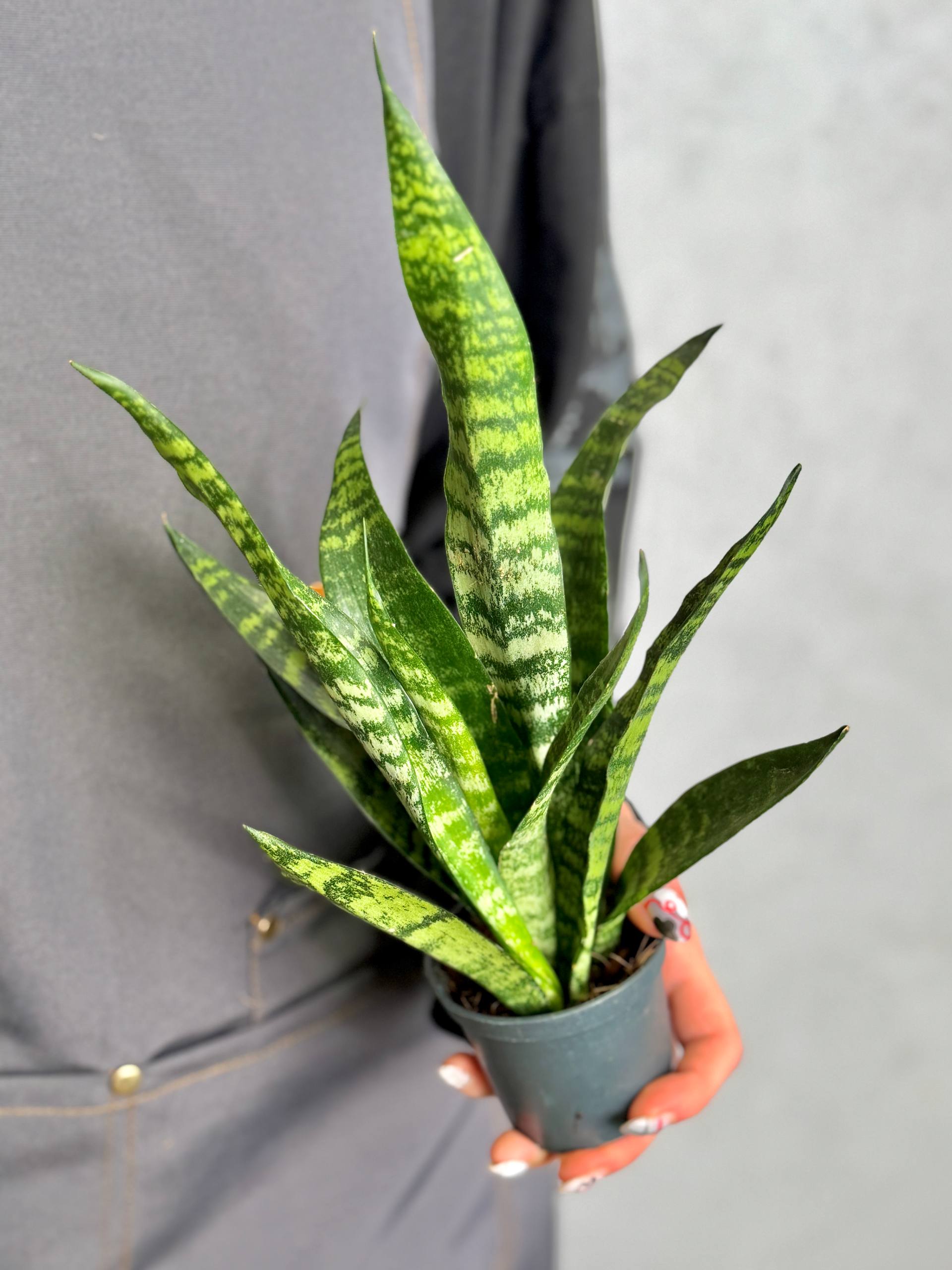 Сансевиерия Блэк Корал (Sansevieria Black Coral) D7см