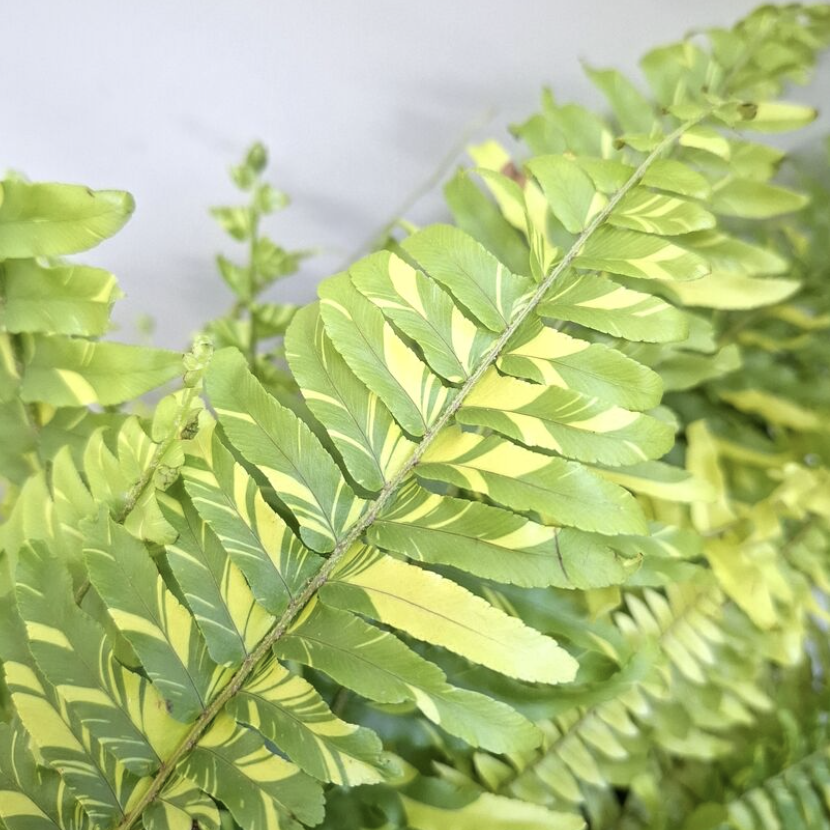 Нефролепис Тайгер Ферн Вариегатный (Nephrolepis Exaltata Tiger Fern) D20см