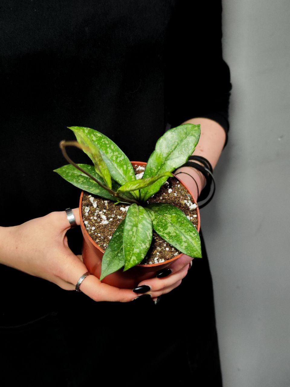 Хойя Крассиопетиолата Сплеш (Hoya Crassipetiolata Splash) D10см