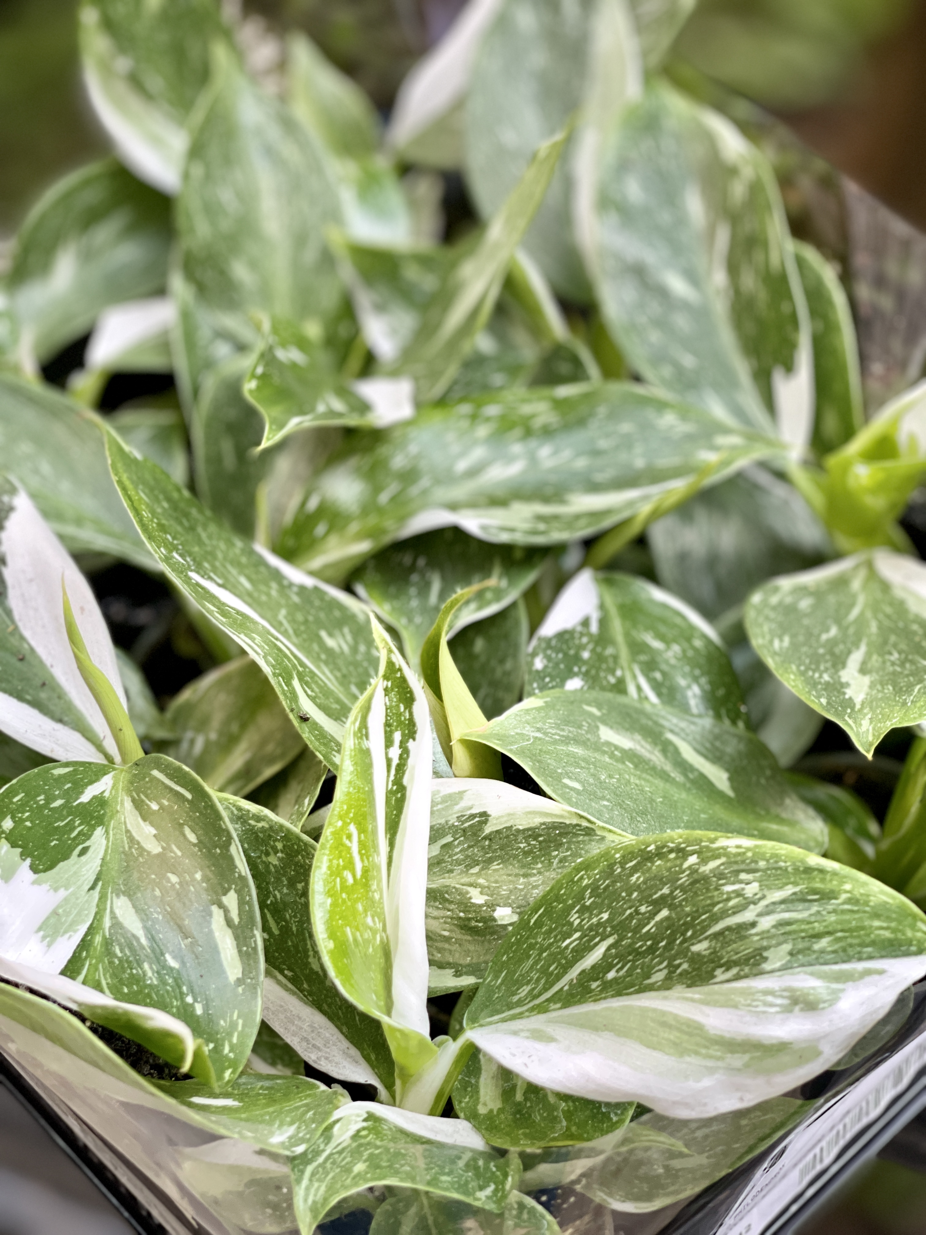 Филодендрон Вайт Визард (Philodendron White Wisard) D6см