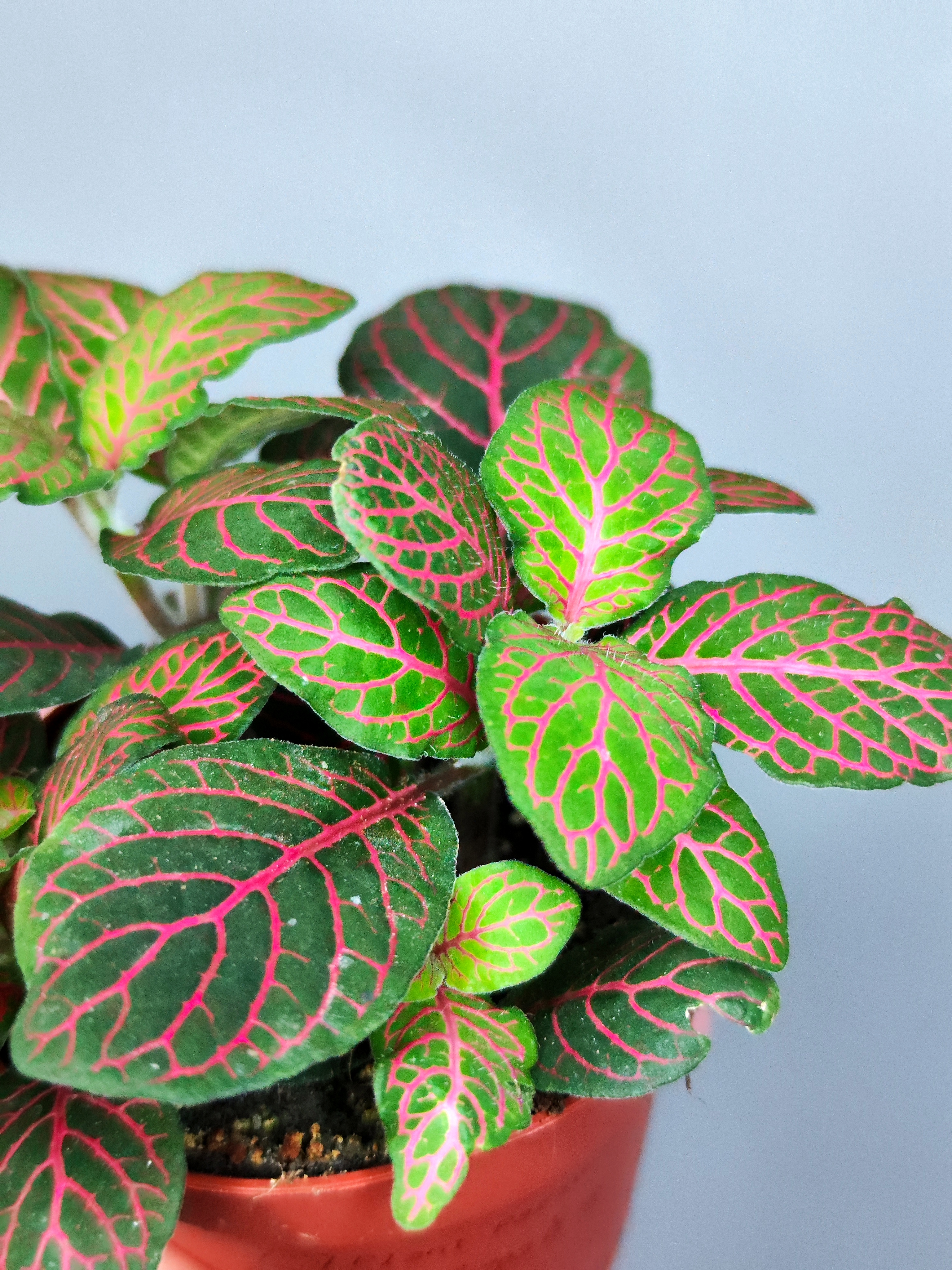 Фиттония Джоли Джосан (Fittonia Joly Josan) D8,5см
