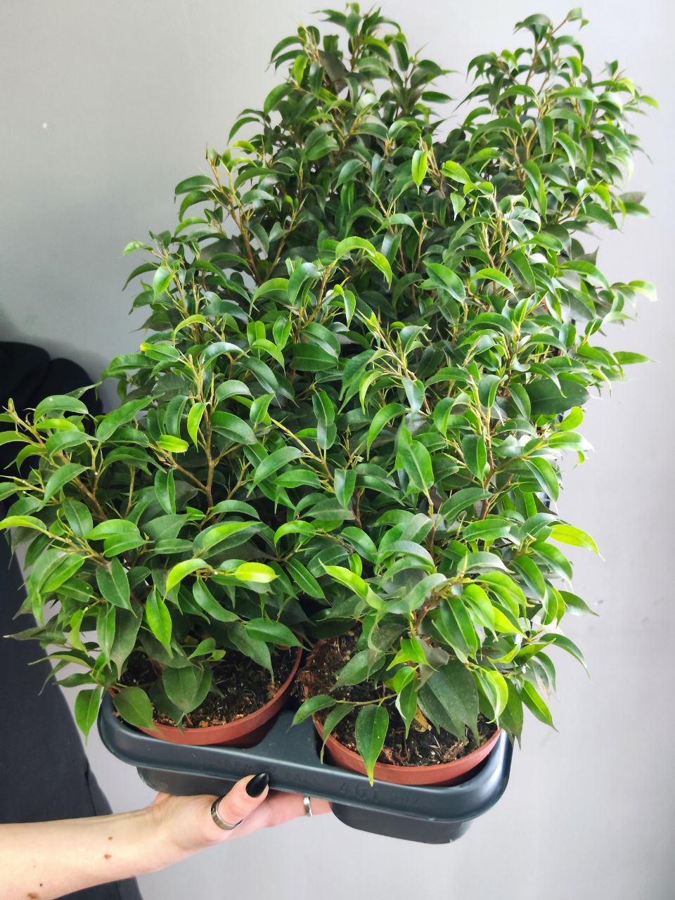 Фикус Бенджамина Наташа (Ficus Benjamina Natasja) D12см