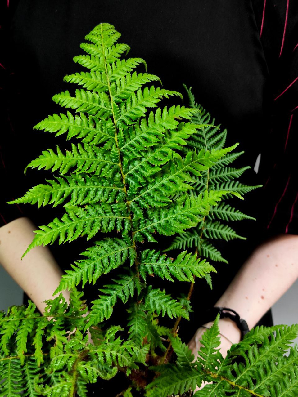 Древовидный Папоротник, или Циатея Австралис (Cyathea Australis) D12см