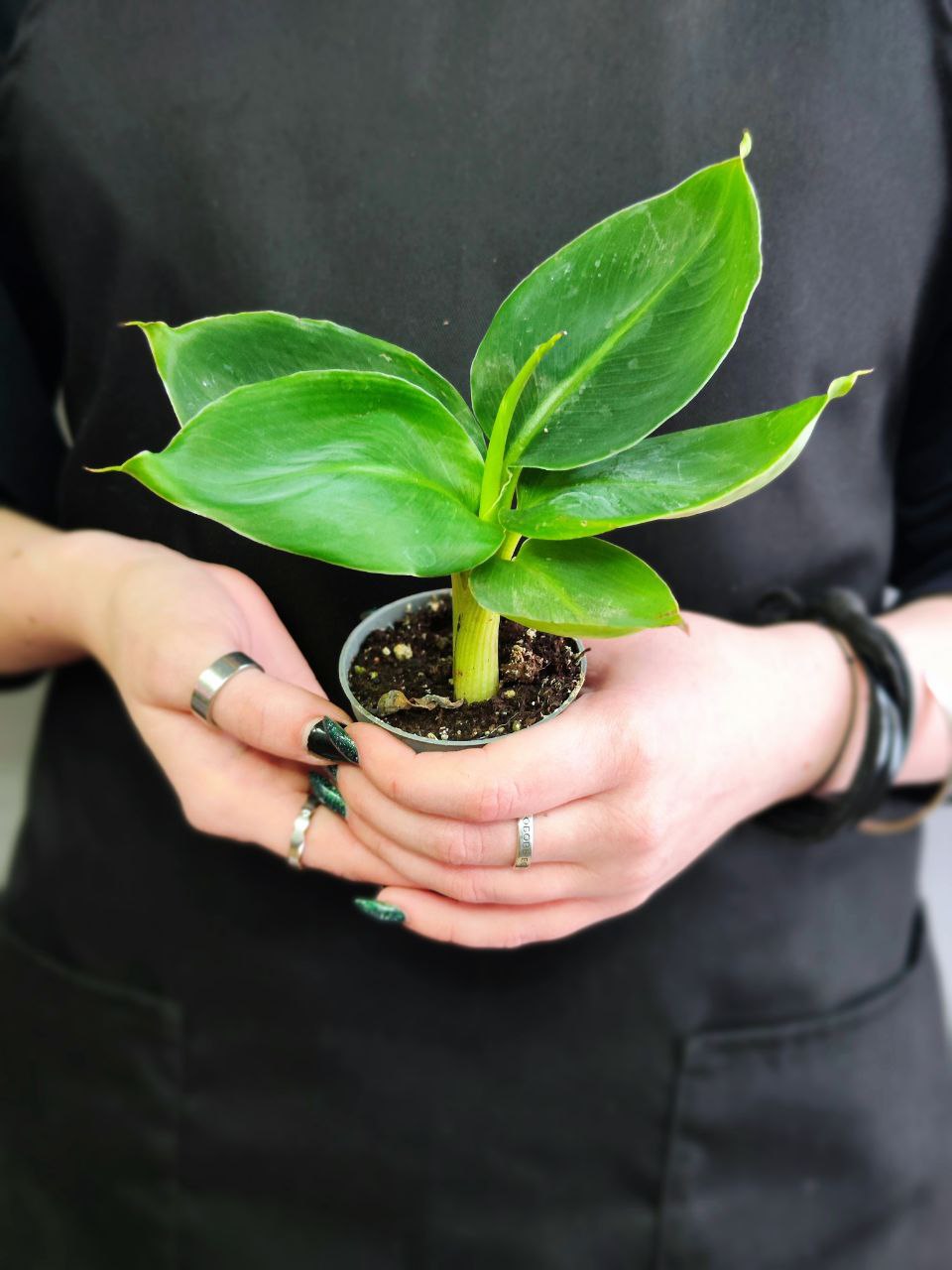 Комнатное растение Банан Муса Акумината (Musa Acuminata) D6см